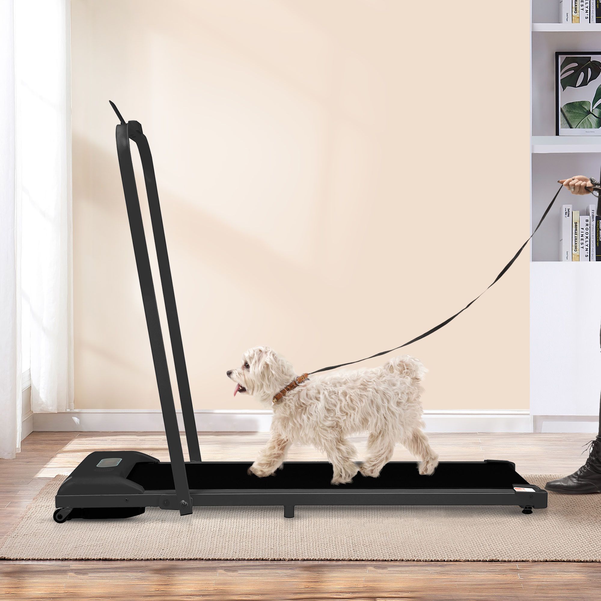 Cane di piccola taglia che cammina su un tapis roulant al guinzaglio. Persona che tiene il guinzaglio.