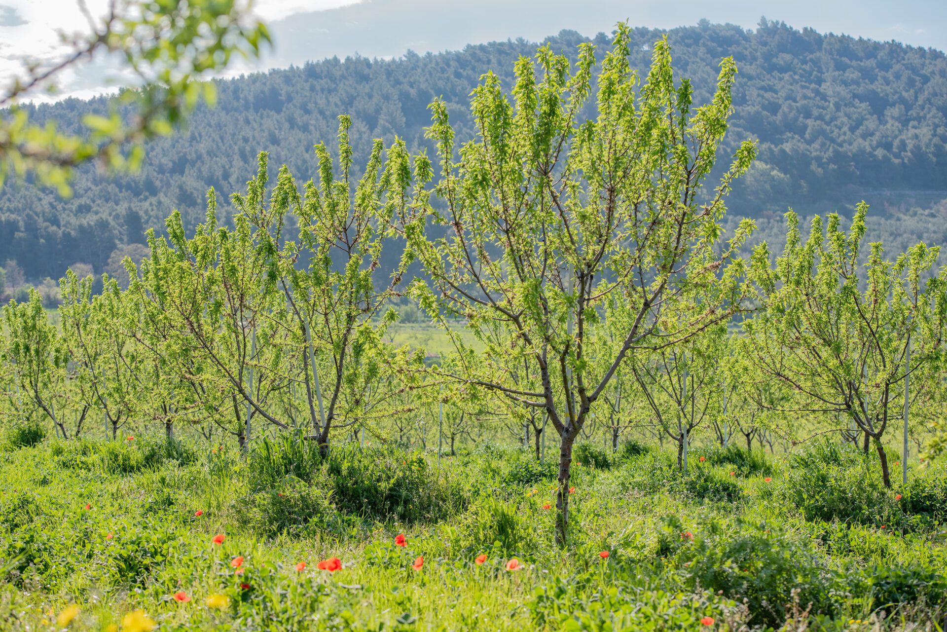 Terradiva crema spalmabile di mandorle sgusciate biologiche
