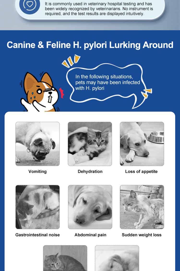 Informazioni su H. pylori in cani e gatti, sintomi come vomito e perdita di appetito.
