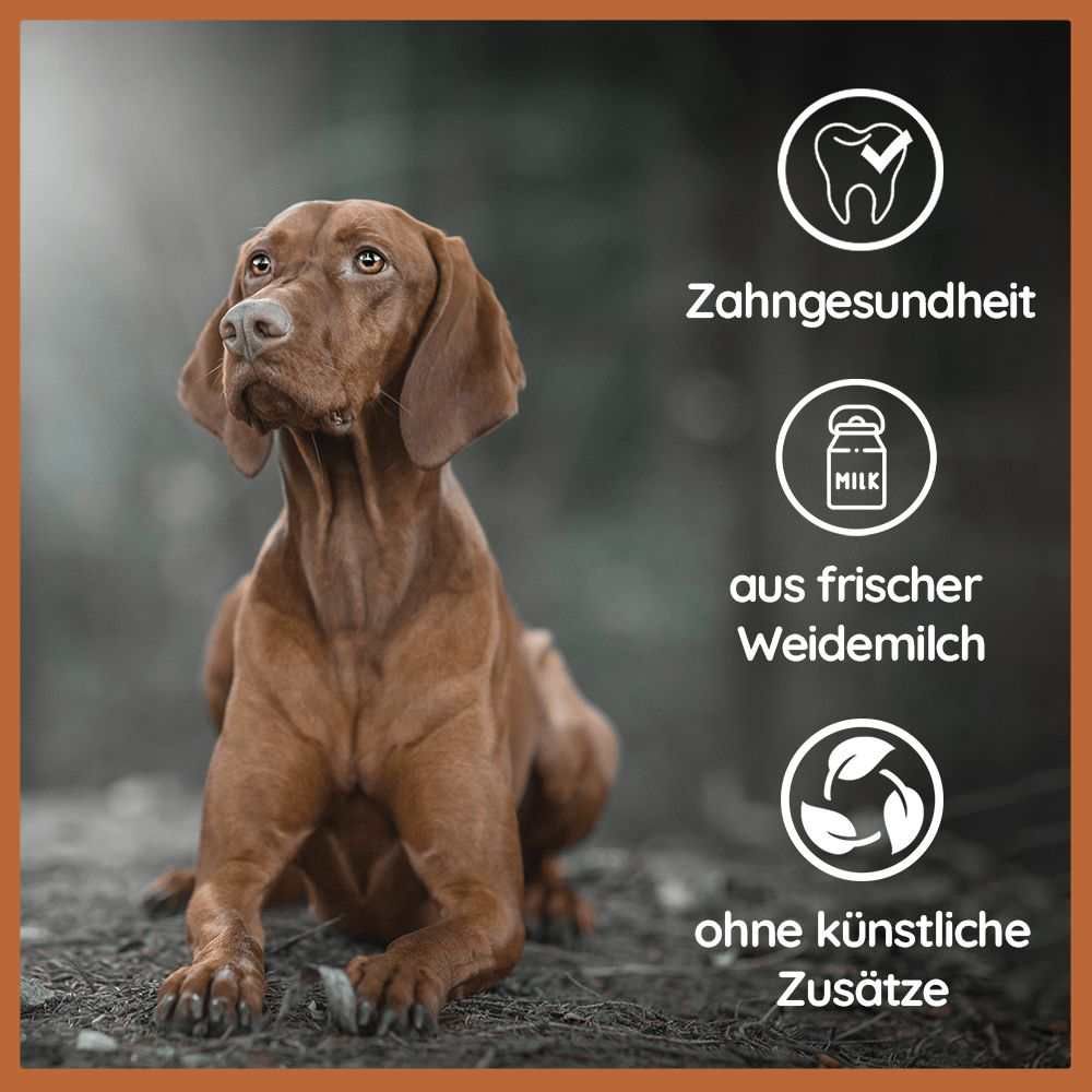 Cane marrone seduto. Icone: salute dentale, latte, da latte fresco di pascolo, senza additivi artificiali. Sfondo sfocato.