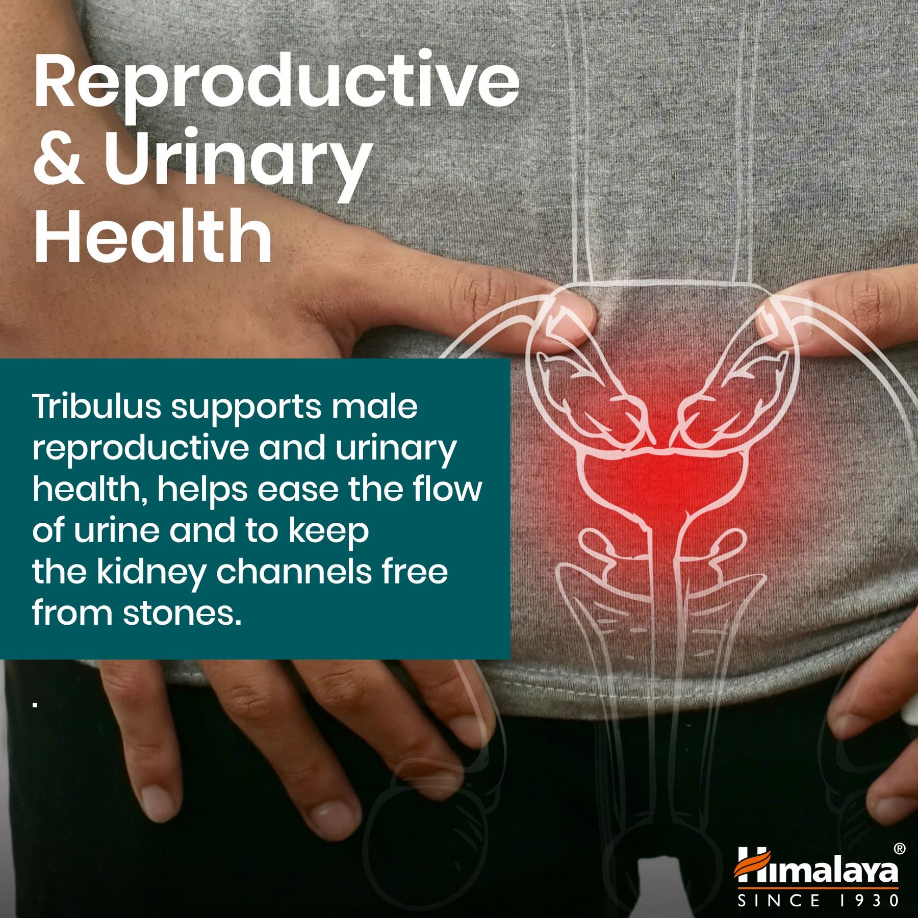 Rappresentazione grafica del tratto urogenitale maschile. Testo: Tribulus supporta la salute riproduttiva e urinaria maschile.