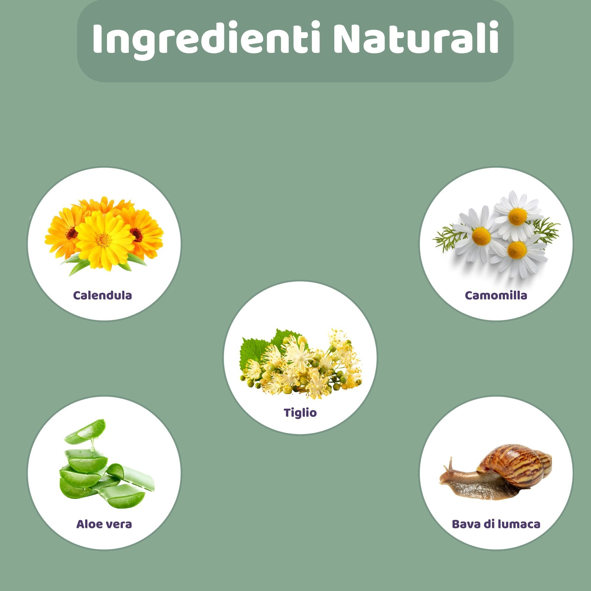 Illustrazioni circolari di ingredienti: Calendula, Camomilla, Tiglio, Aloe Vera e bava di lumaca. Testo: Ingredienti Naturali.