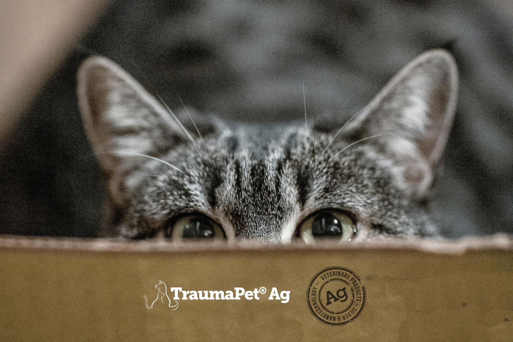 Gatto che guarda sopra un cartone. Logo: TraumaPet Ag, Veterinarian Approved. Gatto: tigrato, occhi attenti.
