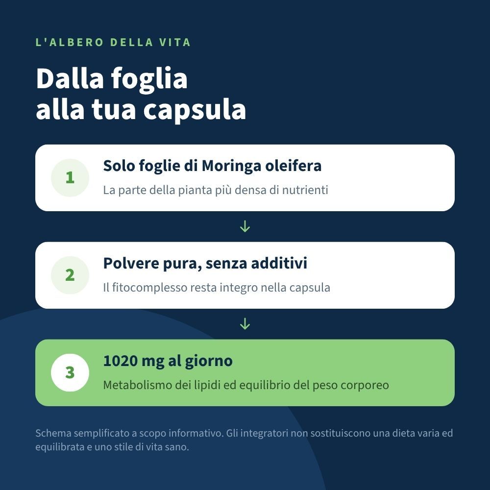 Dalla foglia alla capsula: polvere pura di foglie di Moringa, 1020 mg al giorno, supporta metabolismo ed equilibrio ponderale.