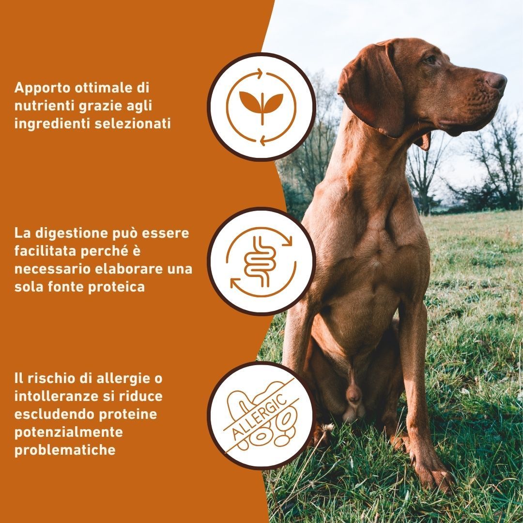 Testo con vantaggi: Apporto ottimale di nutrienti, facile digestione, riduce il rischio di allergie. Un cane è seduto in un prato.
