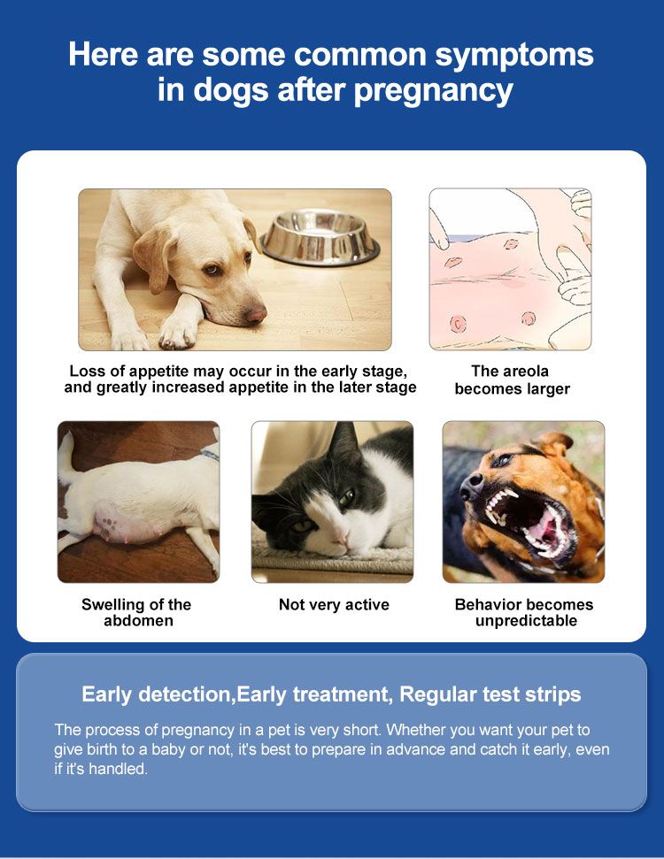 Infografica dei sintomi nei cani dopo la gravidanza. Contiene immagini di cani e gatti. Testo in inglese.