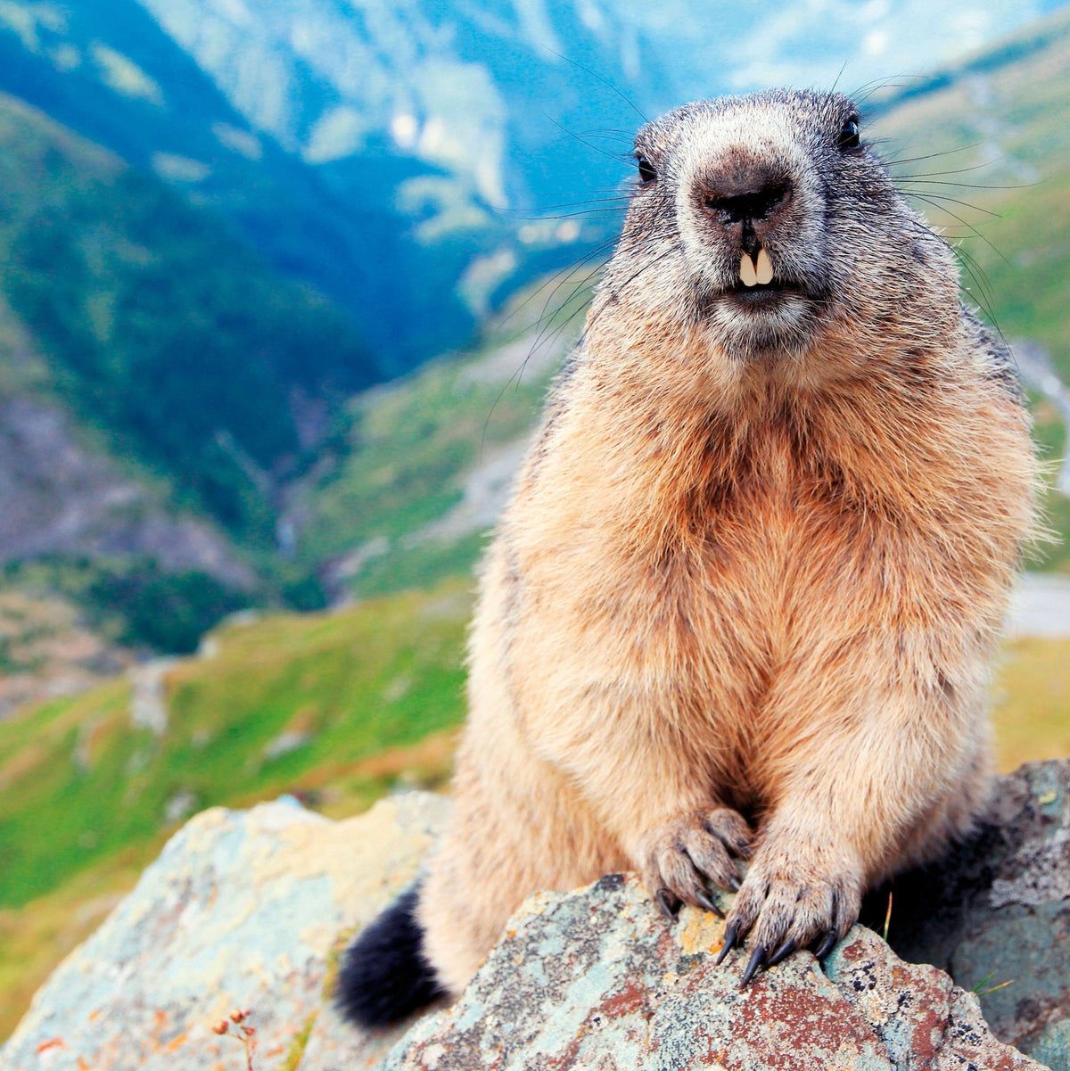 Primo piano di una marmotta su una roccia. L'animale ha il pelo marrone e si trova di fronte a un paesaggio montano.