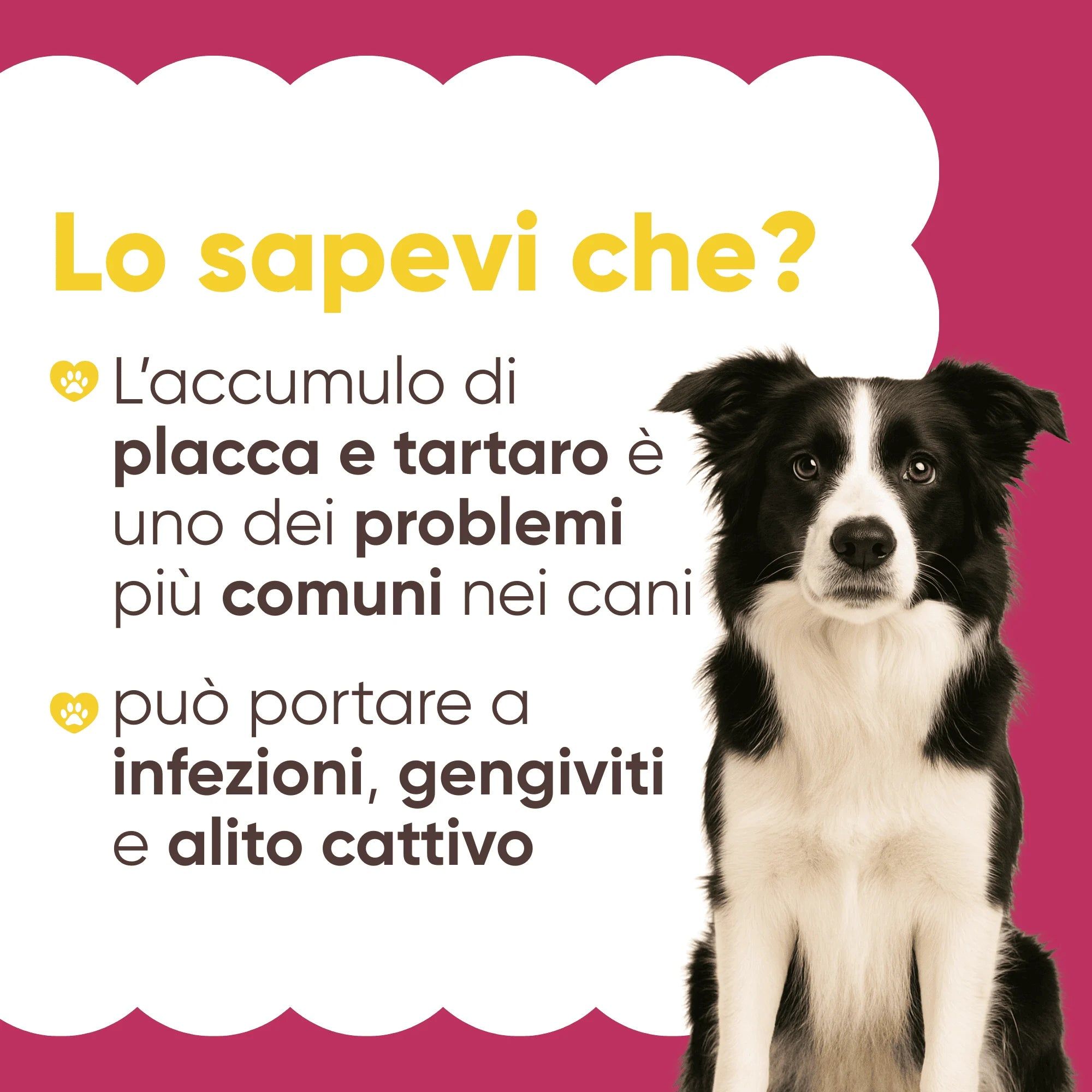 Cane bianco e nero. Testo: Lo sapevi che? L'accumulo di placca e tartaro è comune. Può causare infezioni, gengiviti e alito cattivo.