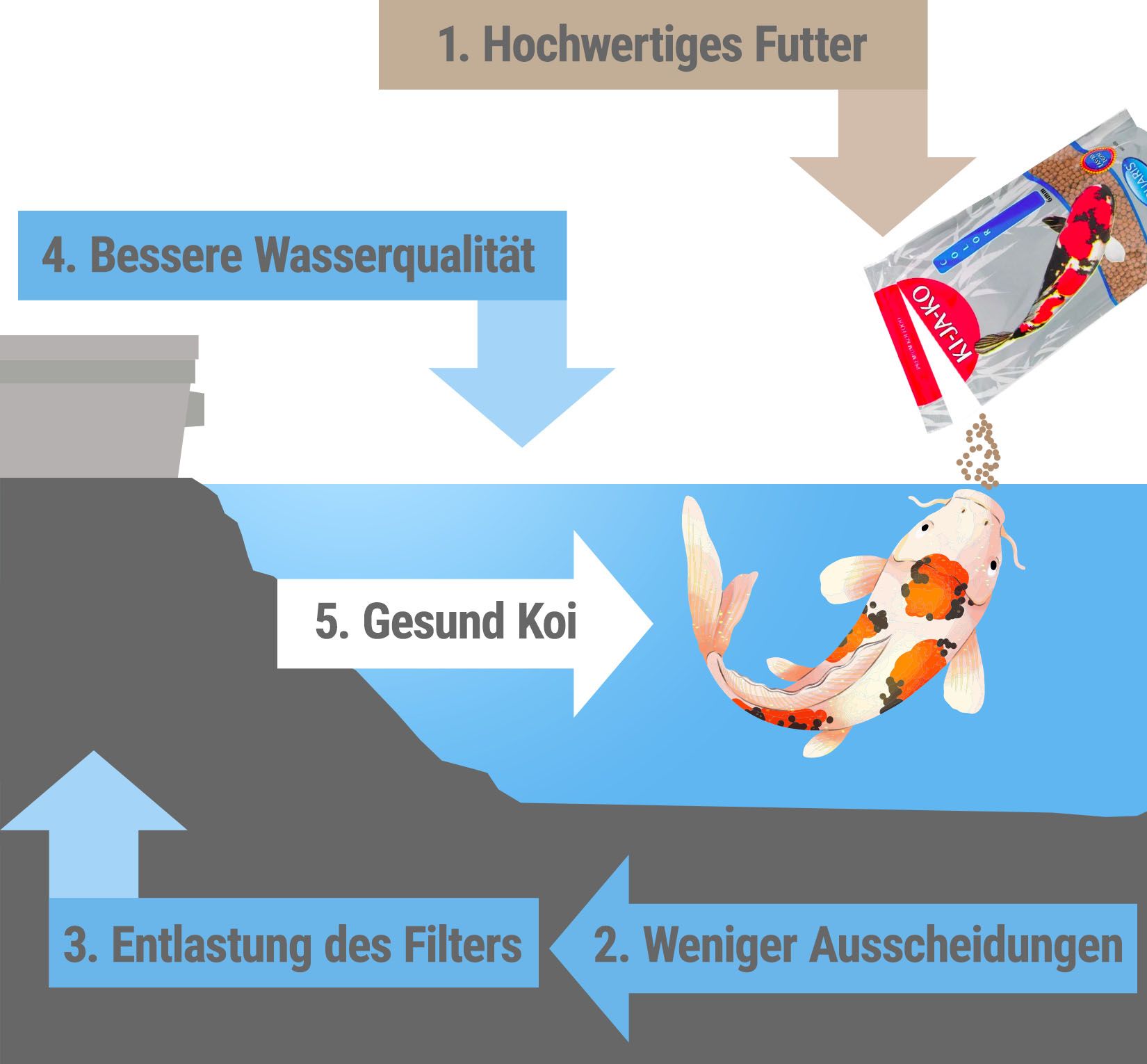 Illustrazione di un pesce Koi in acqua. Le frecce mostrano i vantaggi del mangime per pesci: migliore qualità dell'acqua, Koi sani.