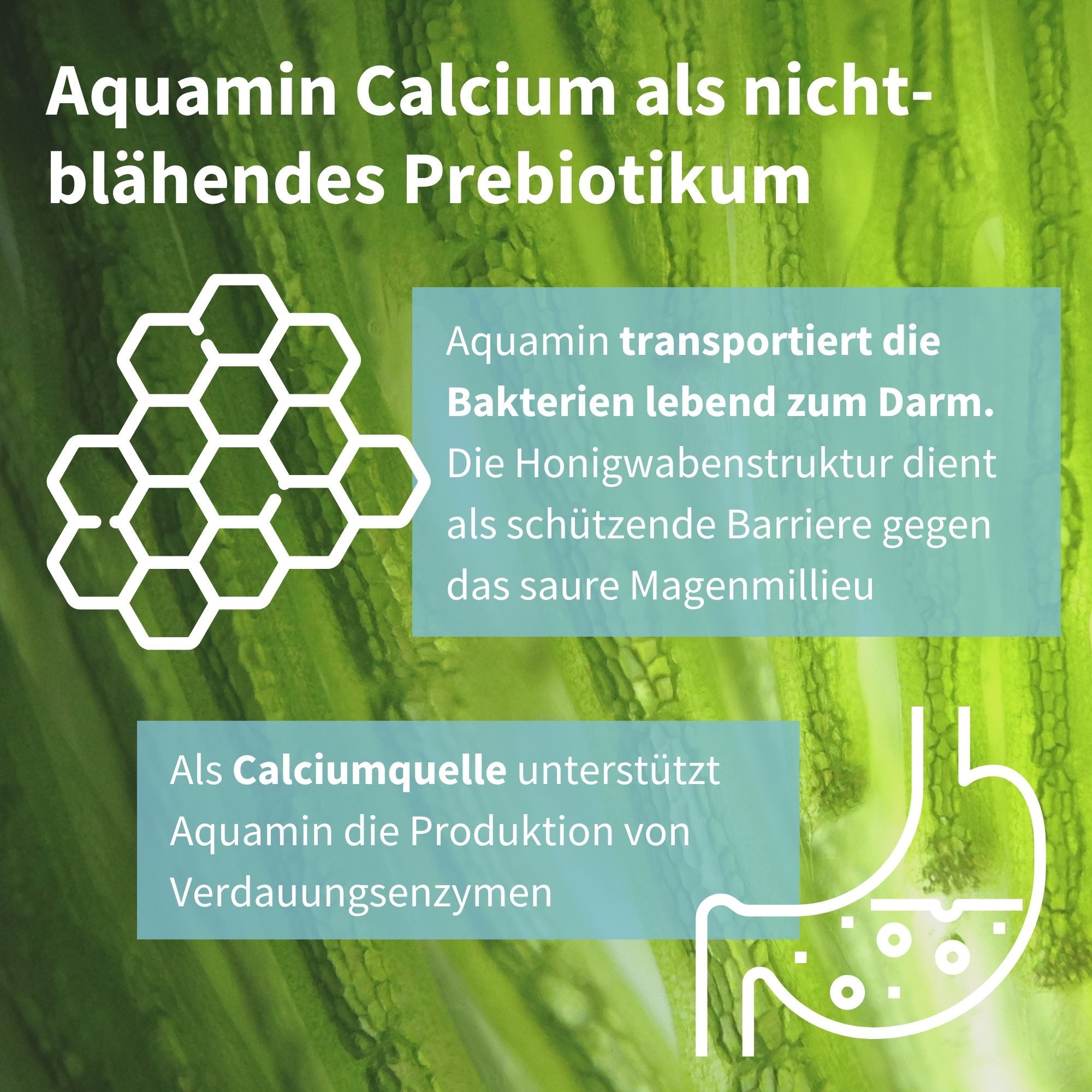 Aquamin Calcio, prebiotico non gonfiore, trasporta i batteri vivi all'intestino.