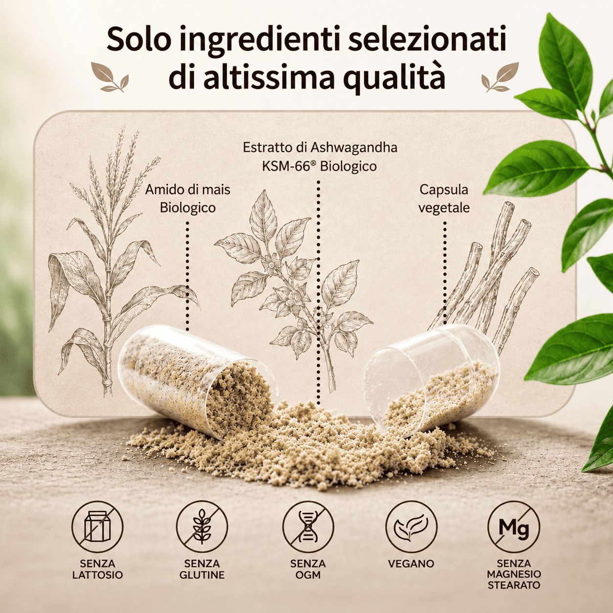 Capsula di Ashwagandha KSM-66 aperta, mostra polvere. Ingredienti: amido di mais, capsula vegetale.