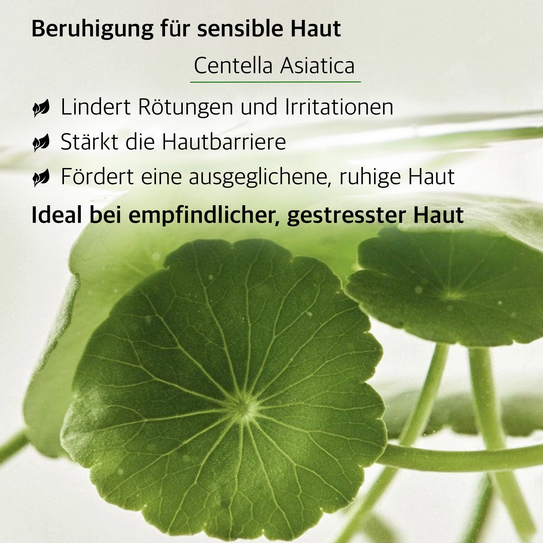 Foglie verdi e Centella Asiatica. Testo sui benefici per pelli sensibili. Allevia arrossamenti e irritazioni.