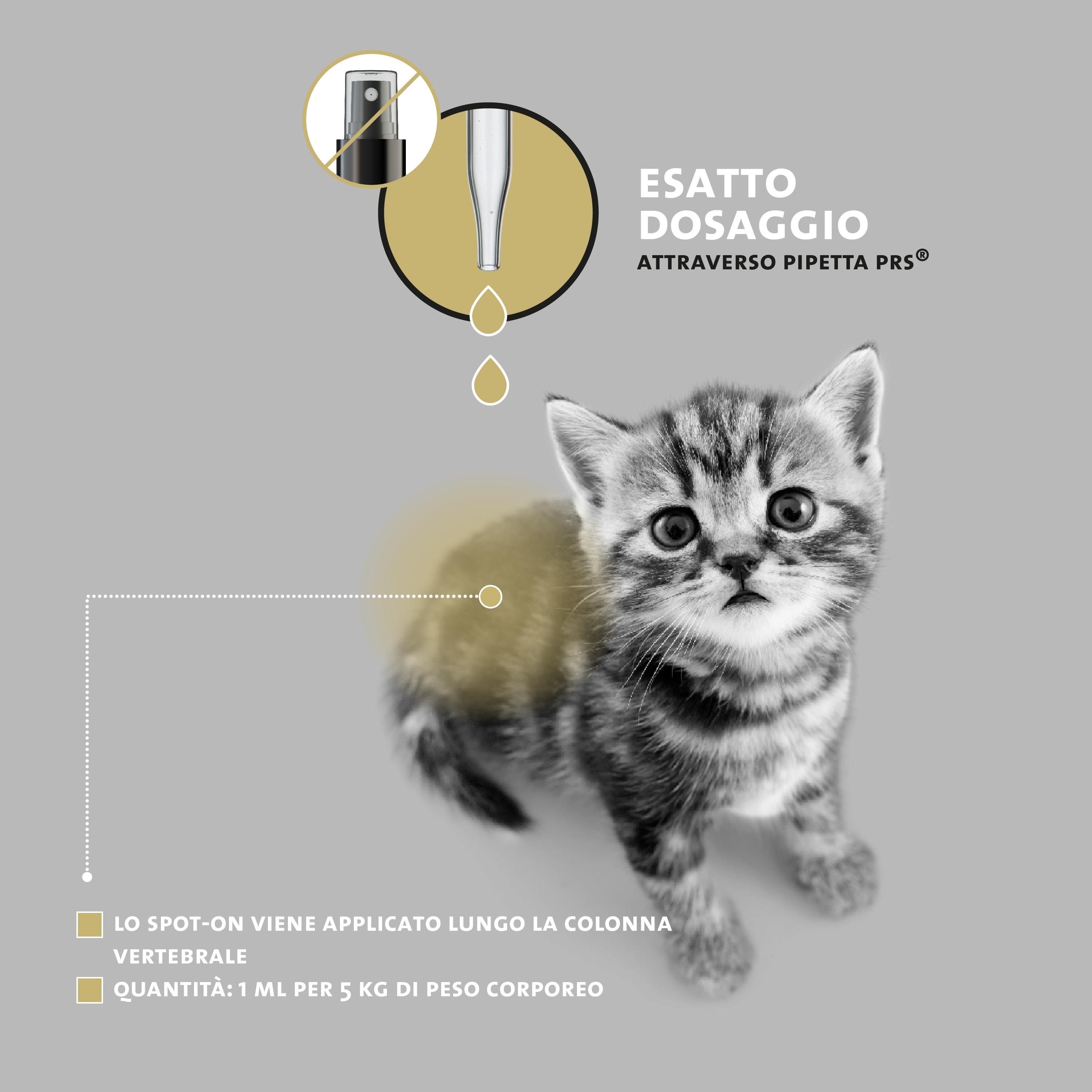 Gattino con applicazione Spot-On sulla schiena, pipetta PRS.