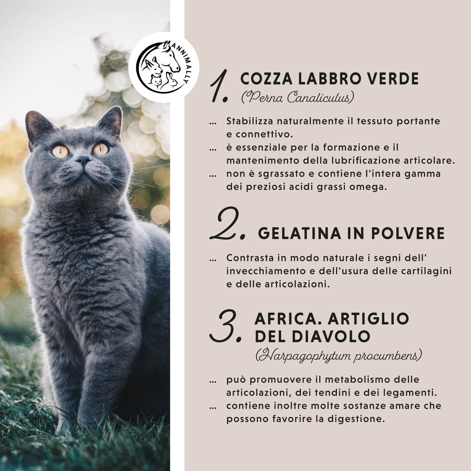 Tabella di testo con ingredienti. Cozza verde, gelatina in polvere, artiglio del diavolo. Gatto che guarda in alto.