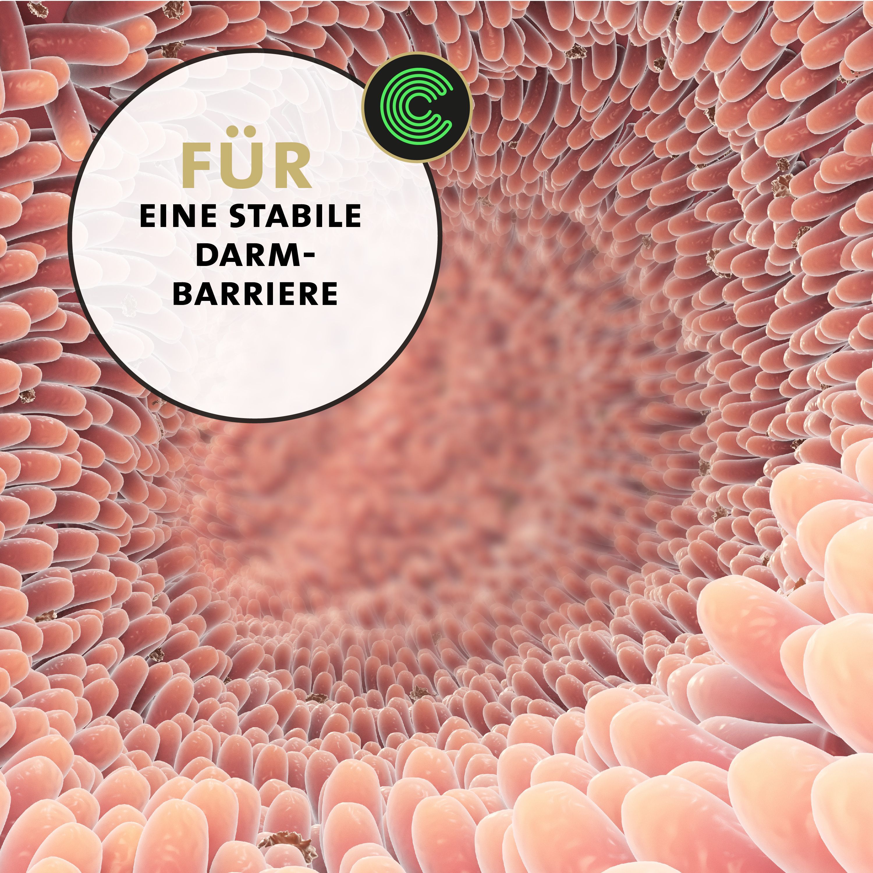 Illustrazione dell'intestino, indicazione Peticare per una barriera intestinale stabile.