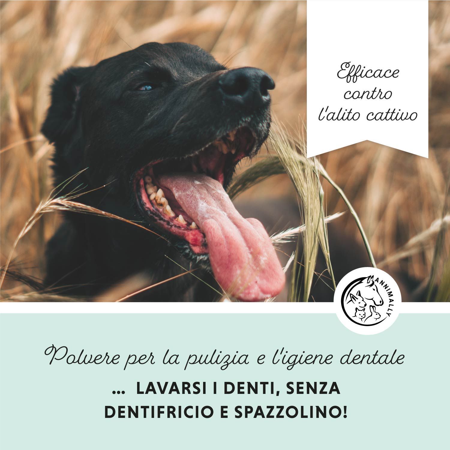 Cane nero con bocca aperta e lingua. Testo: Efficace contro l'alito cattivo. Testo: Polvere per la pulizia e l'igiene dentale.