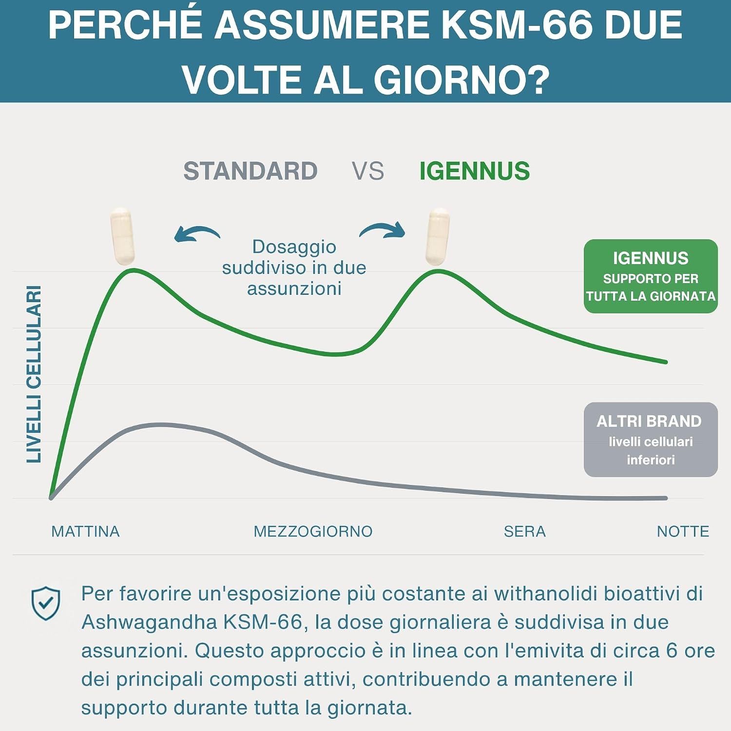 Grafica con simboli e spiegazioni per Ashwagandha, L-Theanine e Magnesio.