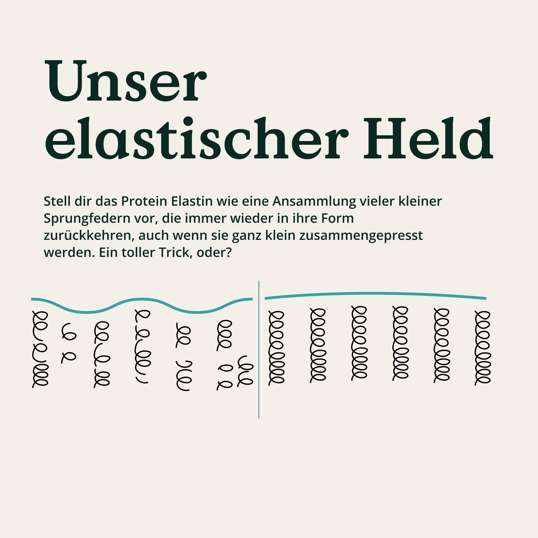 Rappresentazione grafica dell'elastina. Proteina elastina come piccole molle che tornano alla loro forma, anche se compresse.