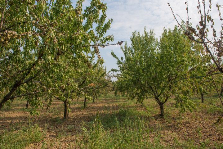 Fila di mandorli in un campo. Foglie verdi e rami marroni. Il cielo è blu e nuvoloso.