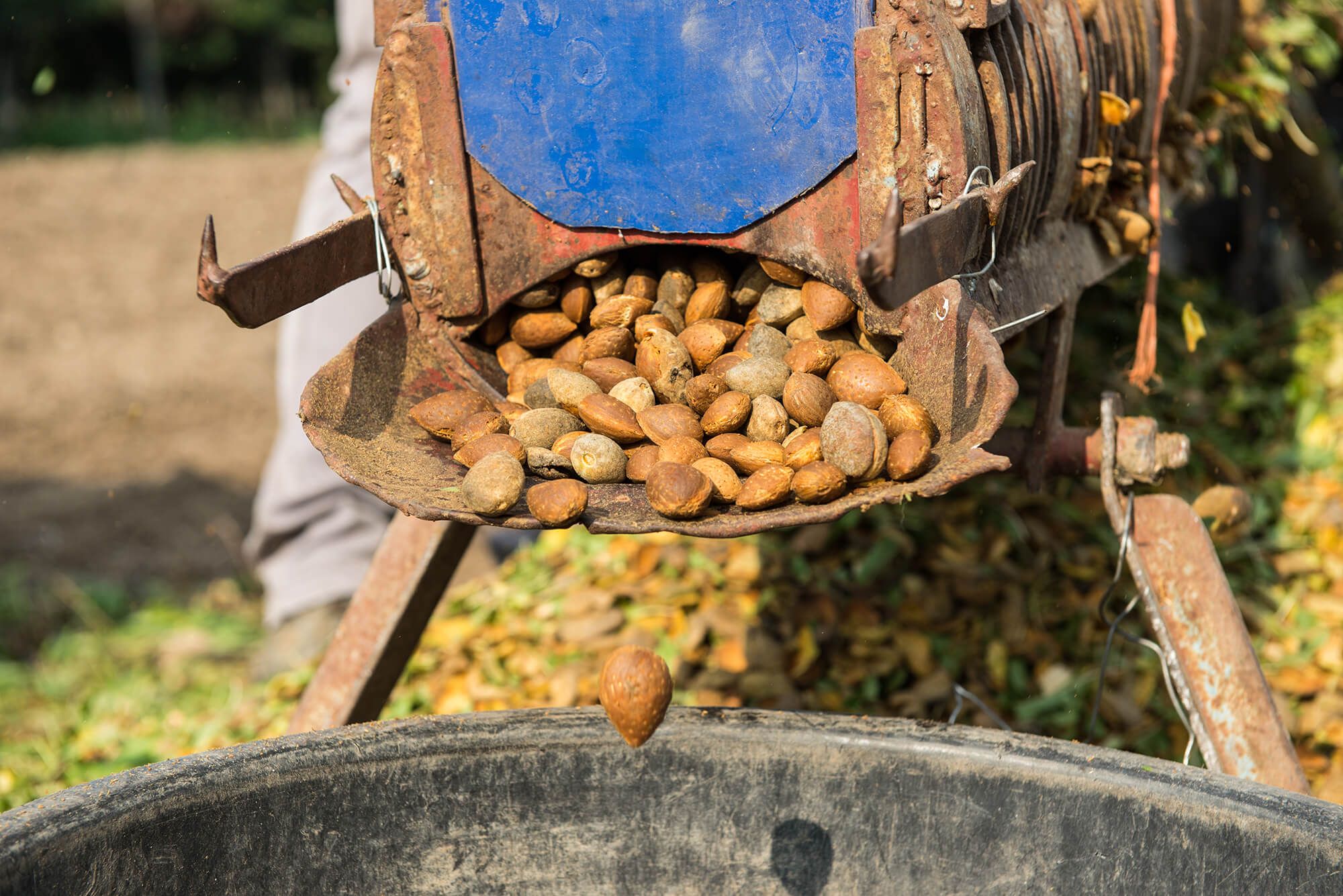 Terradiva farina mandorle sgusciate biologiche