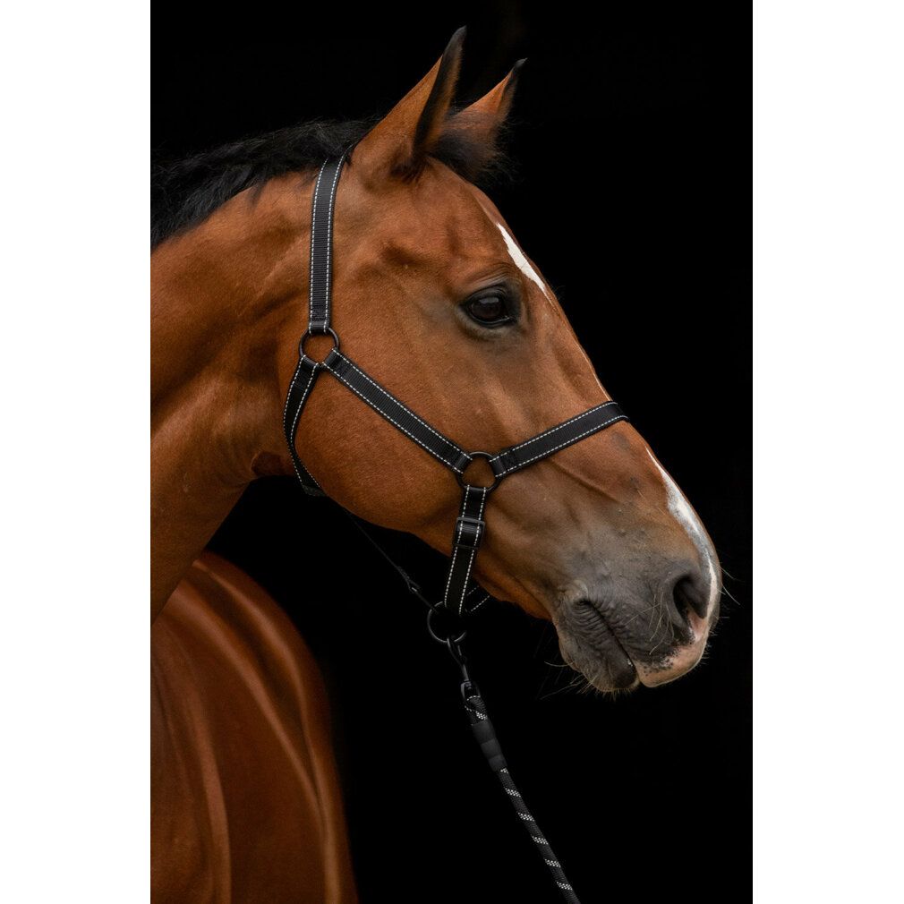 Cavallo marrone con cavezza nera. Primo piano della testa. Redini nere.