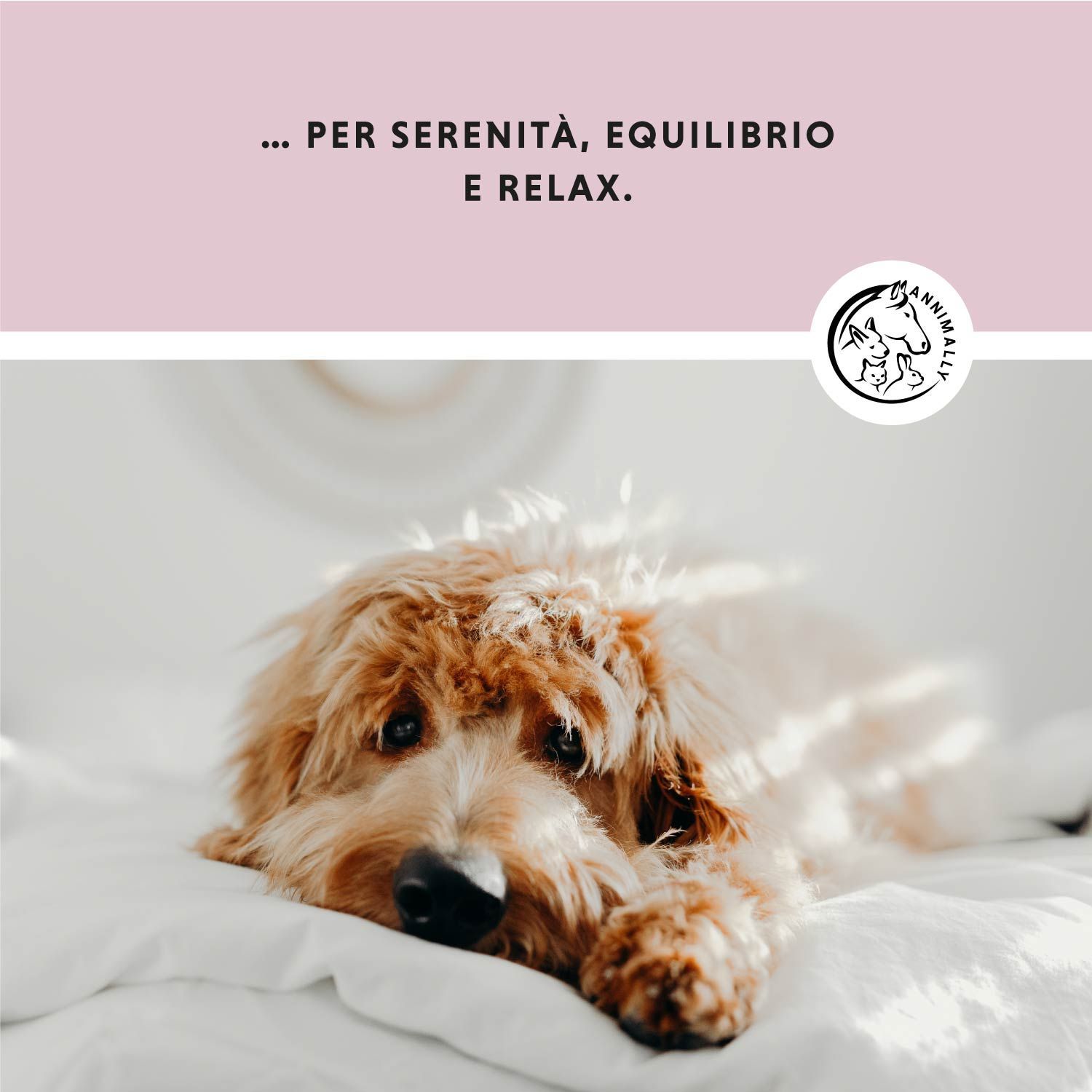 Cane su lenzuolo bianco. Testo: ... PER SERENITÀ, EQUILIBRIO E RELAX. Logo: Annimally.