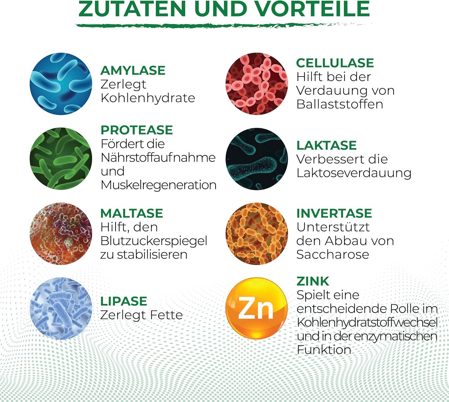 Panoramica degli enzimi e dello zinco per la digestione: Amilasi, Proteasi, Maltasi, Lipasi, Cellulasi, Lattasi.
