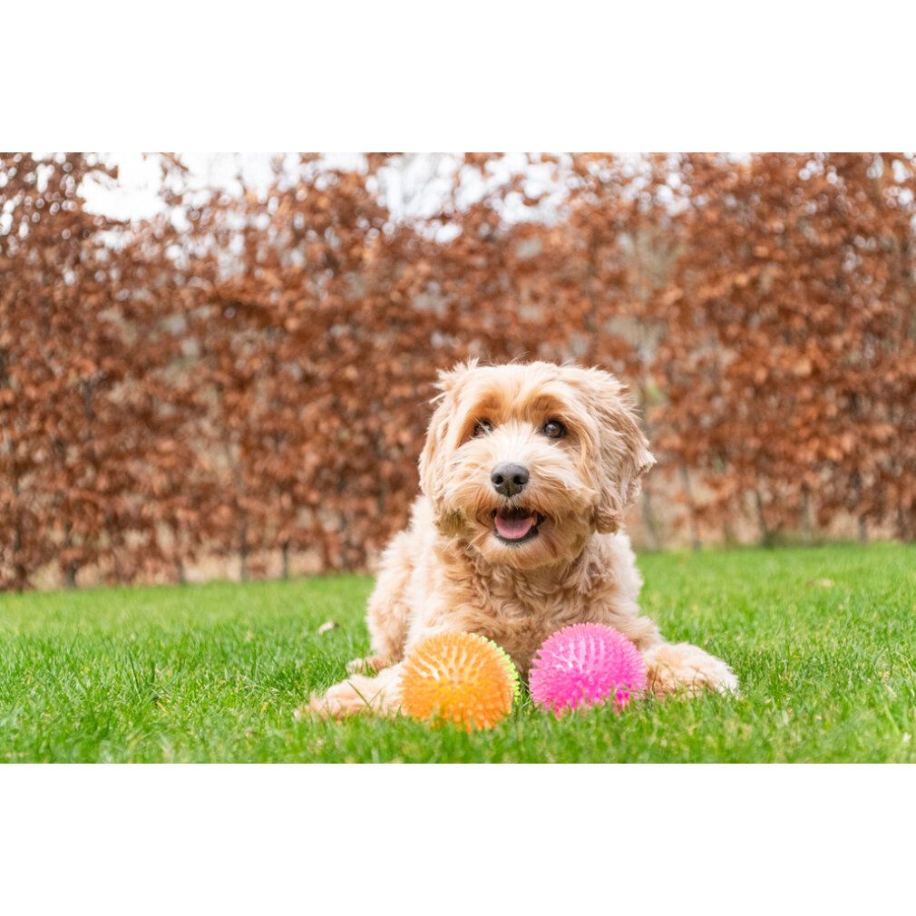 Cane sdraiato sull'erba, accanto a palline arancioni e rosa. Sfondo: siepe marrone.