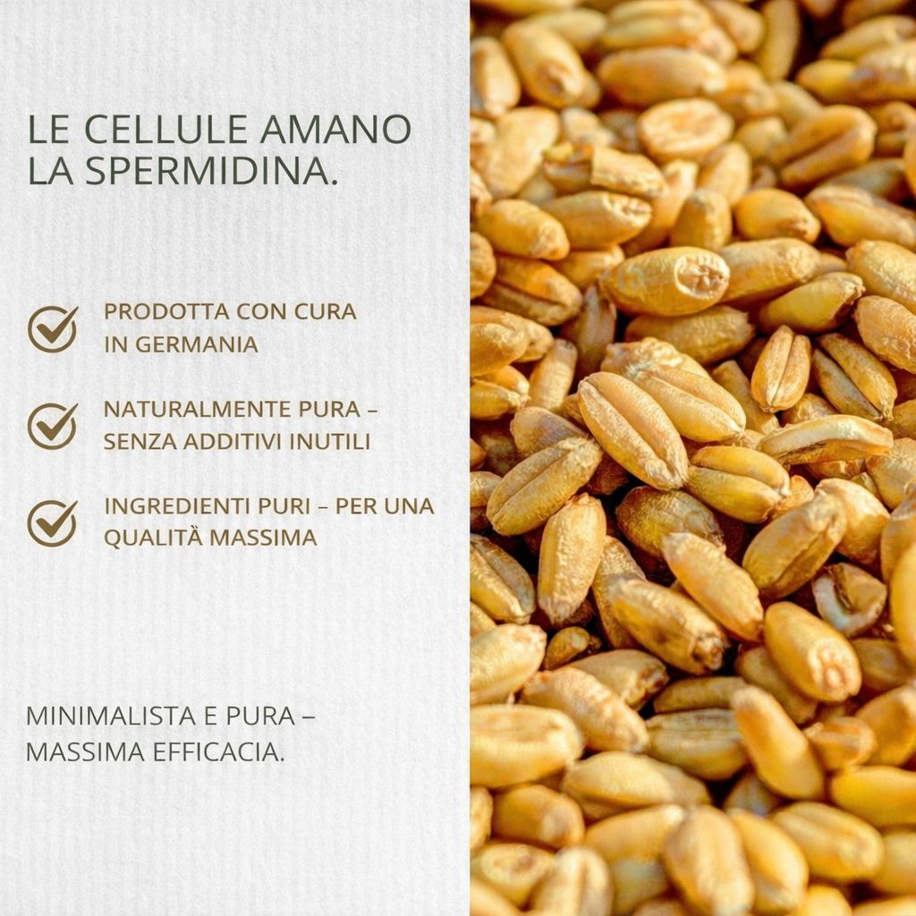 Grani di grano e testo: Le cellule amano la spermidina. Testo su produzione, purezza e qualità.