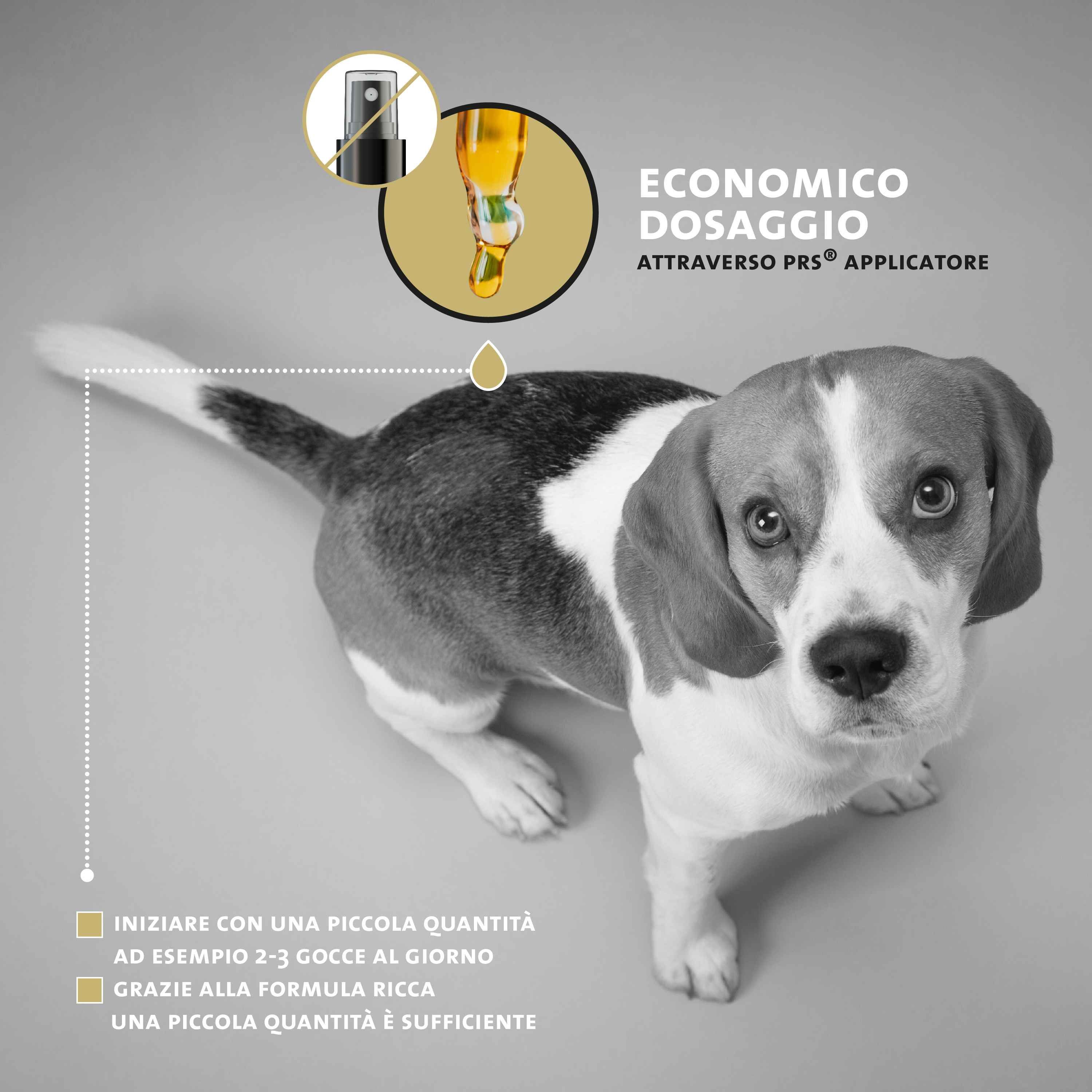 Beagle visto dall'alto, applicatore a pipetta Peticare con olio, "Dosaggio parsimonioso".