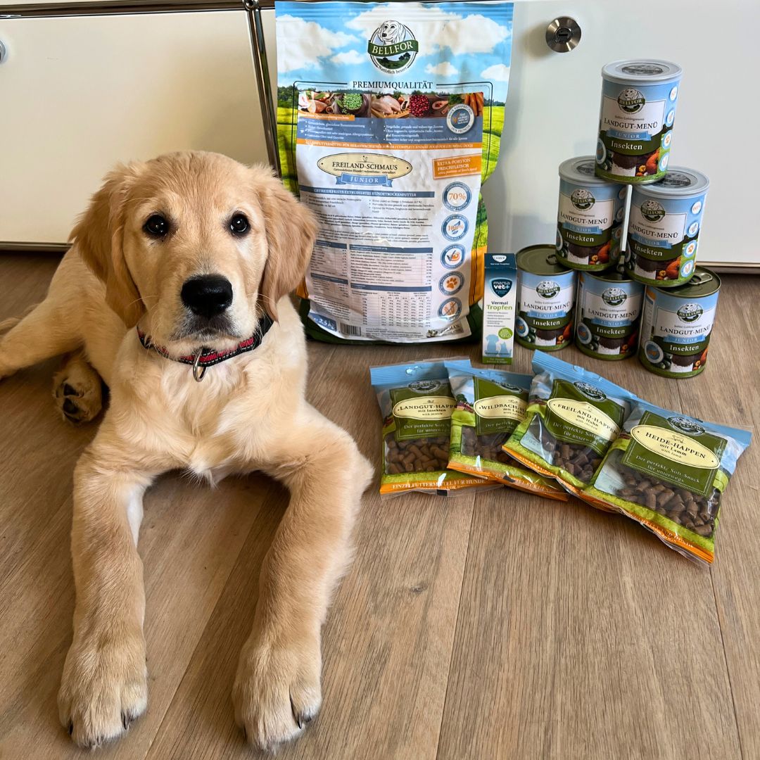 Bellfor Cibo secco con pollo per cuccioli e giovani cani - Senza cereali - Delizia di campo Junior