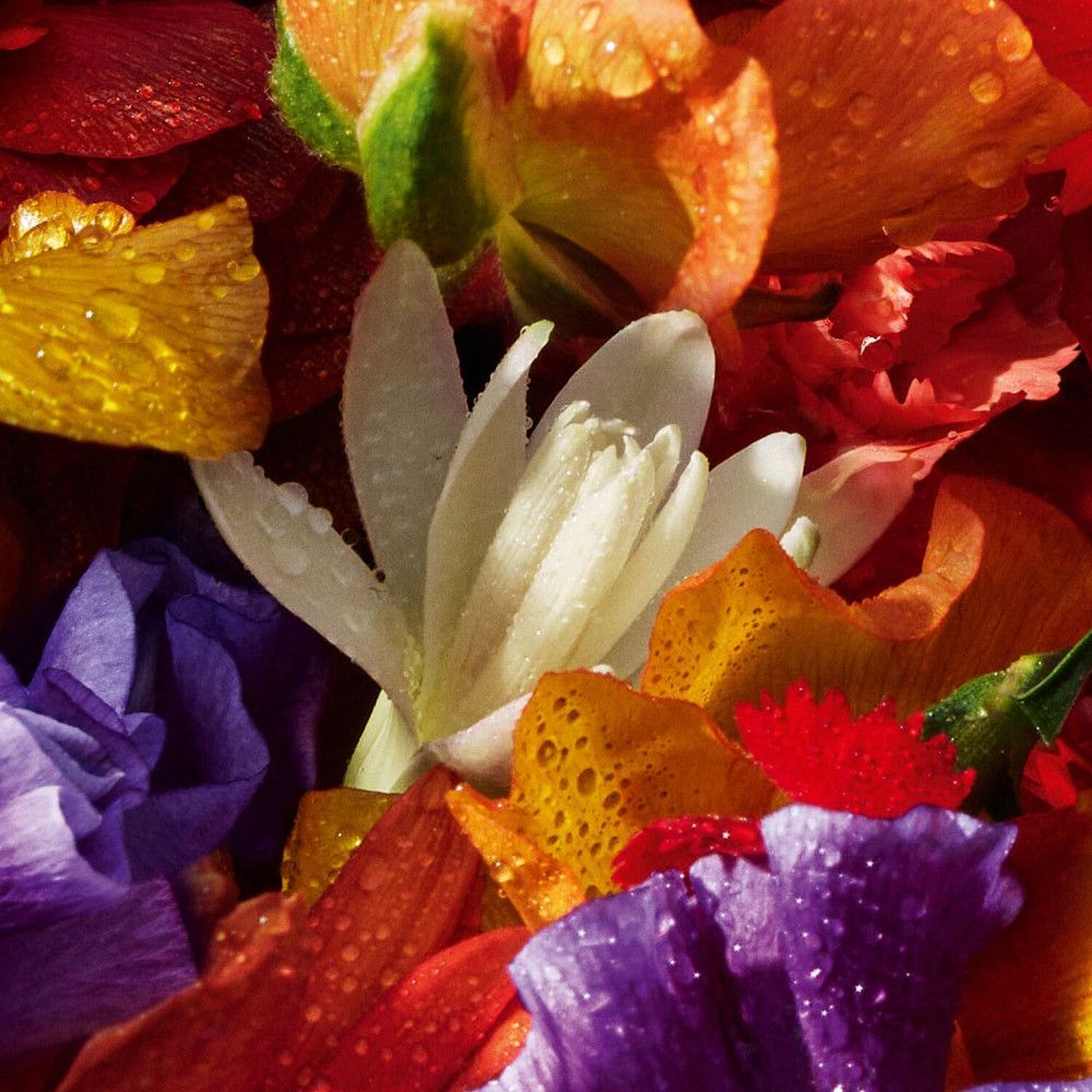 Primo piano di petali colorati con gocce d'acqua. Colori: giallo, arancione, rosso, viola e bianco.