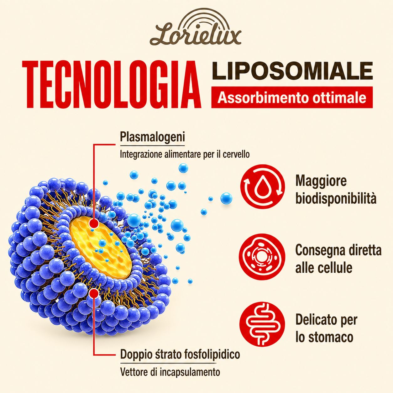 Capsule Nootropiche Liposomiali al Plasmalogeno Lorielux