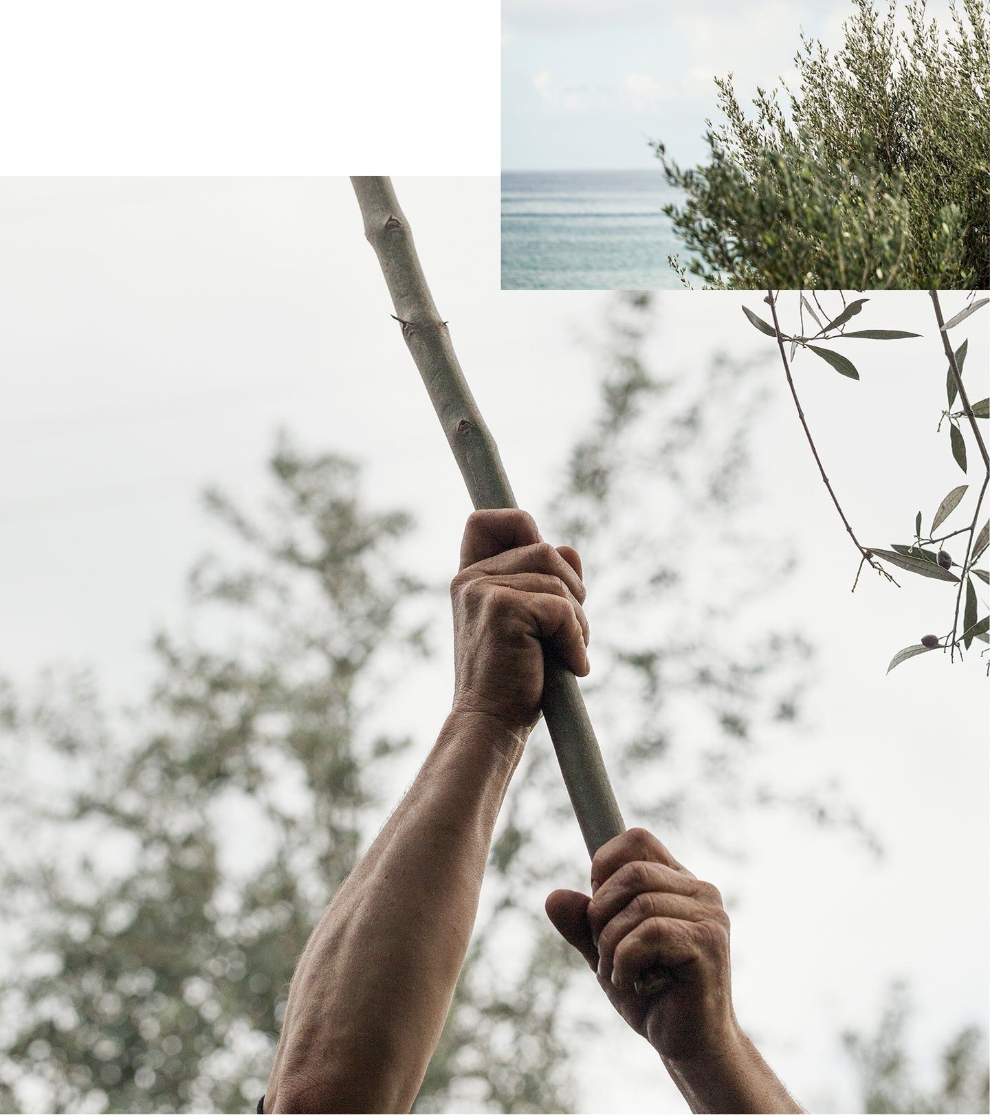 Mani che tengono un ramo. Sfondo: mare e rami di ulivo. Ambiente luminoso.