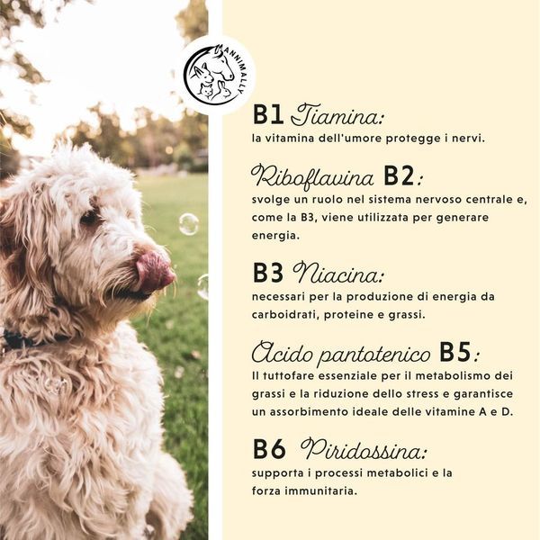 Cane con lingua. Testo sulle vitamine B: B1, B2, B3, B5, B6. Logo.