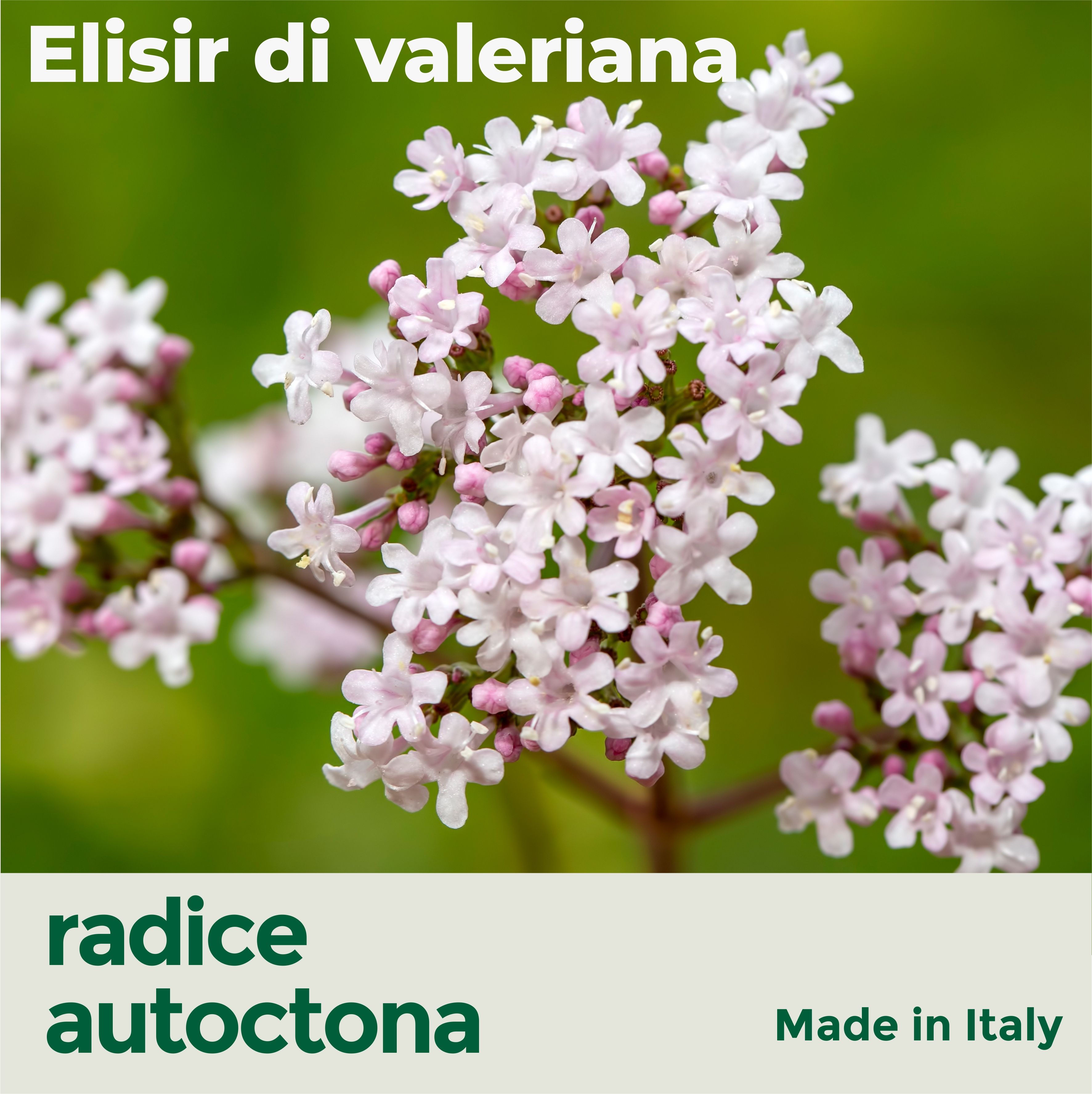 Primo piano di fiori rosa. Testo: Elixir di valeriana, radice autoctona. Testo: Made in Italy.