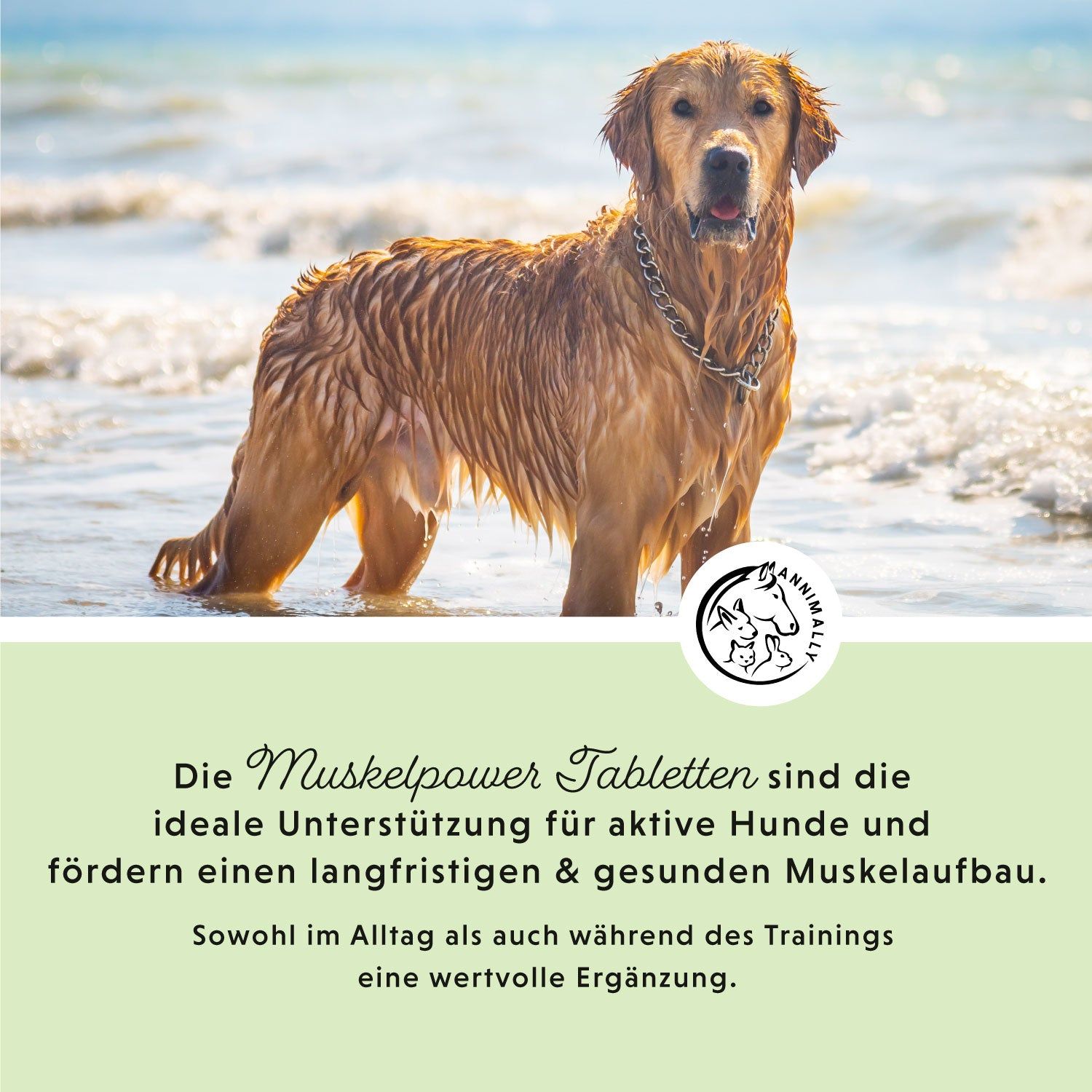 Golden Retriever in acqua. Testo: Le compresse Muskelpower sono il supporto ideale per cani attivi e favoriscono una muscolatura sana e a lungo termine.