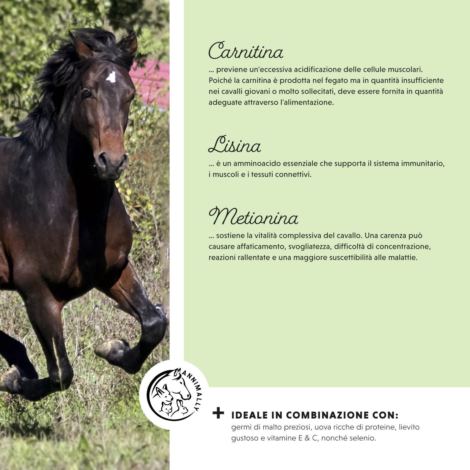 Cavallo che corre. Testo: Carnitina, Lisina, Metionina. Mangime per cavalli. Idealmente combinato con...