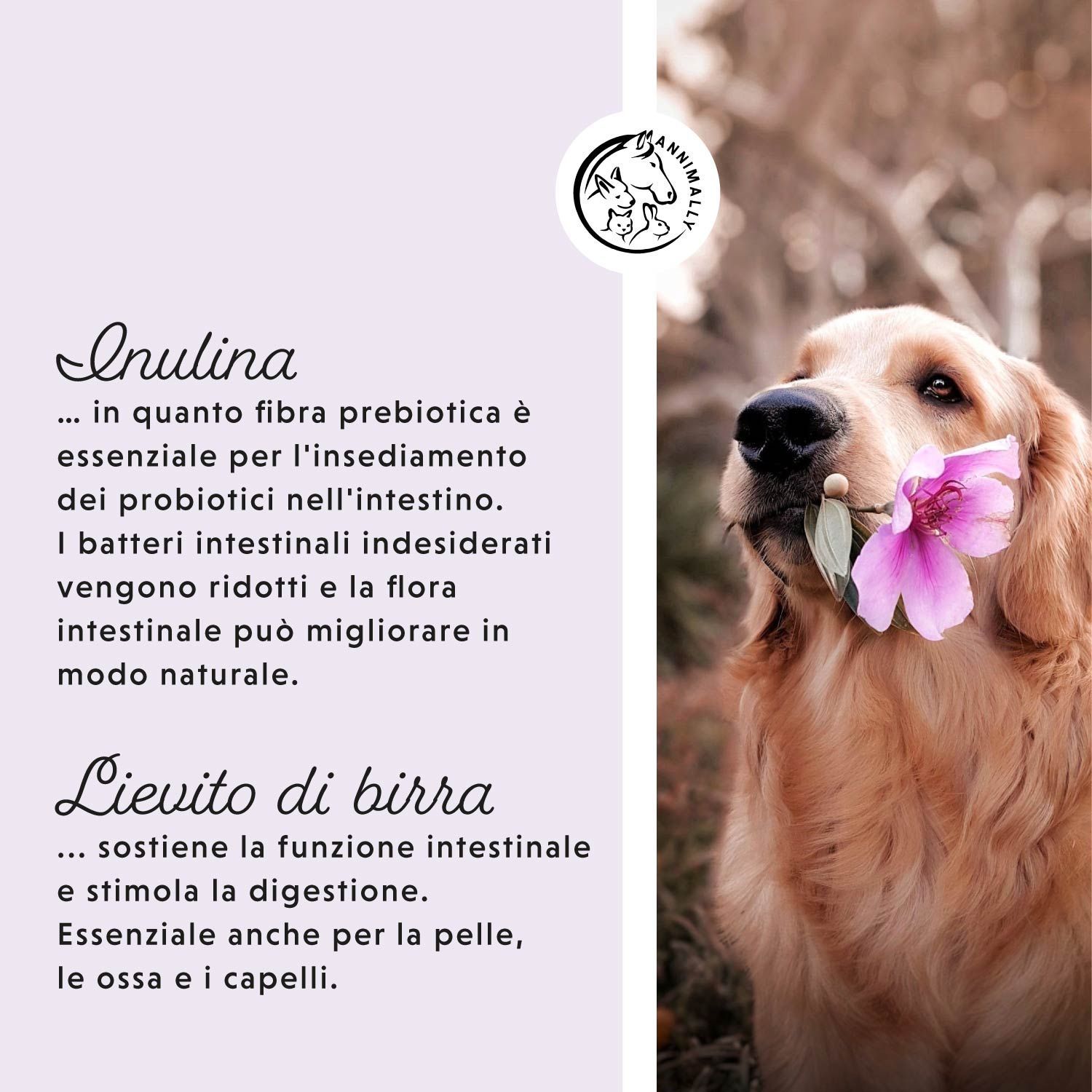 Cane con fiore in bocca. Testo: Inulina, fibra prebiotica. Lievito di birra, supporta la funzione intestinale e stimola la digestione.