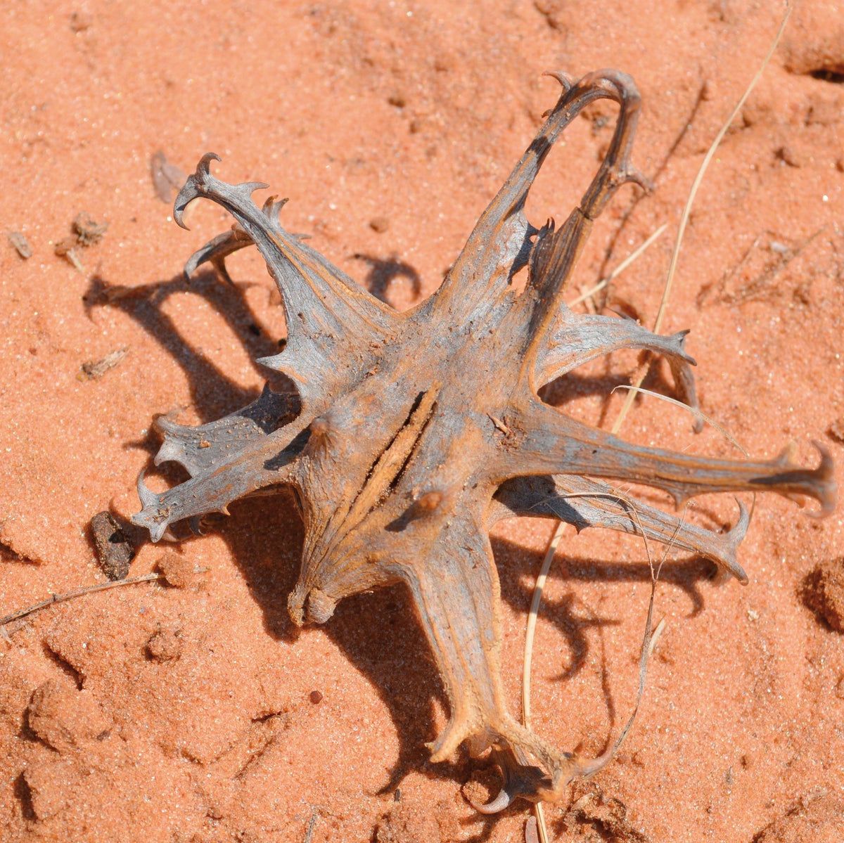 Primo piano di un'artiglio del diavolo essiccato su sabbia rossa. Pianta spinosa, marrone.
