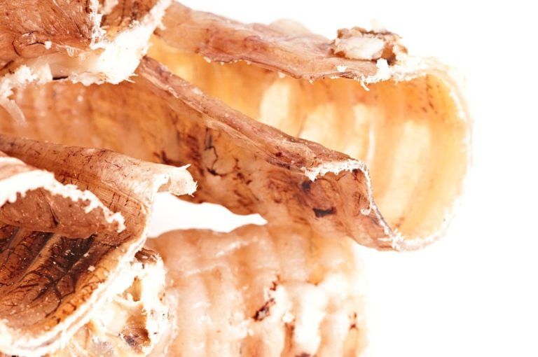 Primo piano di trachea di manzo essiccate. Le trachea sono marroni chiare e tubolari. L'interno è visibile.