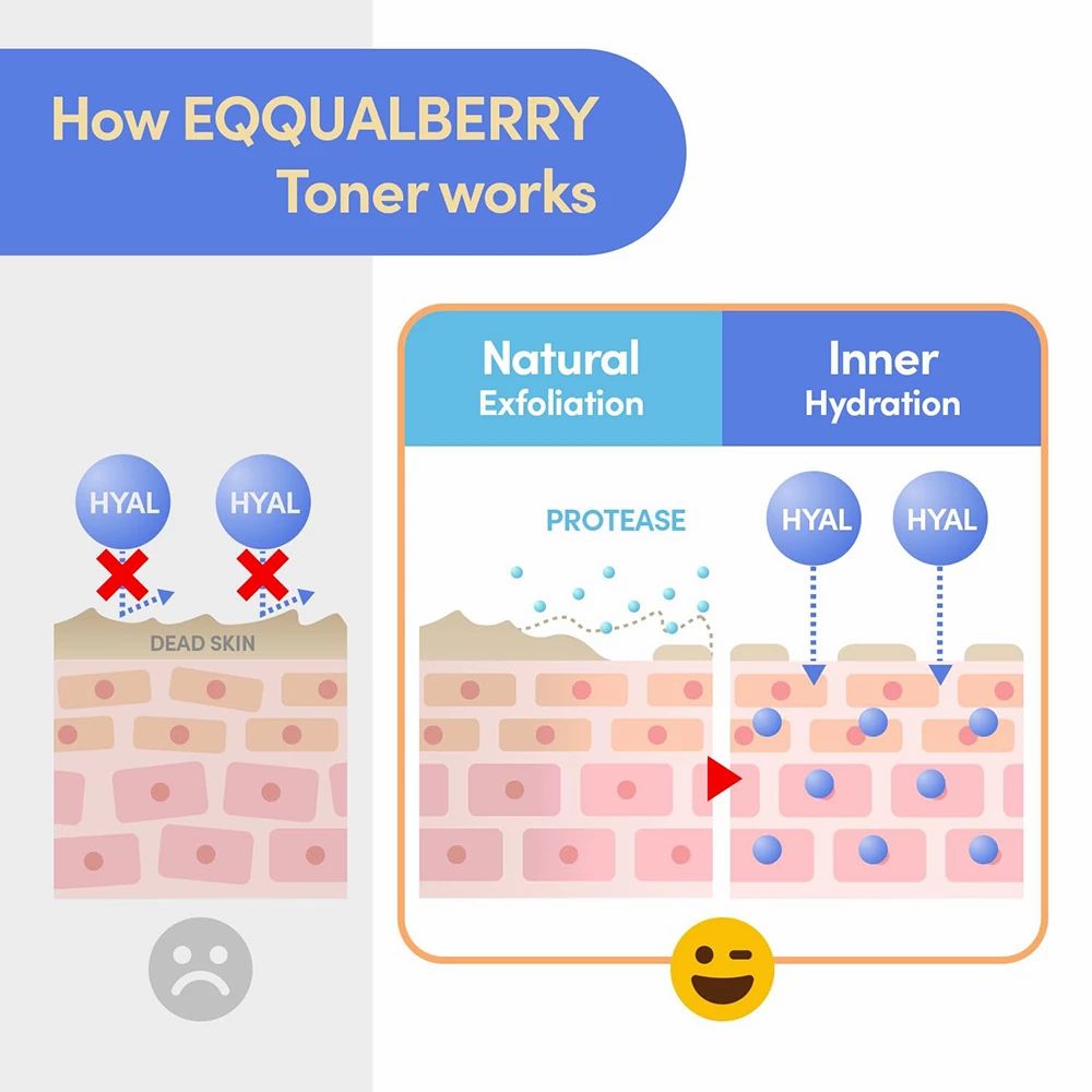 Grafico che mostra come funziona il toner EQQUALBERRY. Illustrazione degli strati della pelle.
