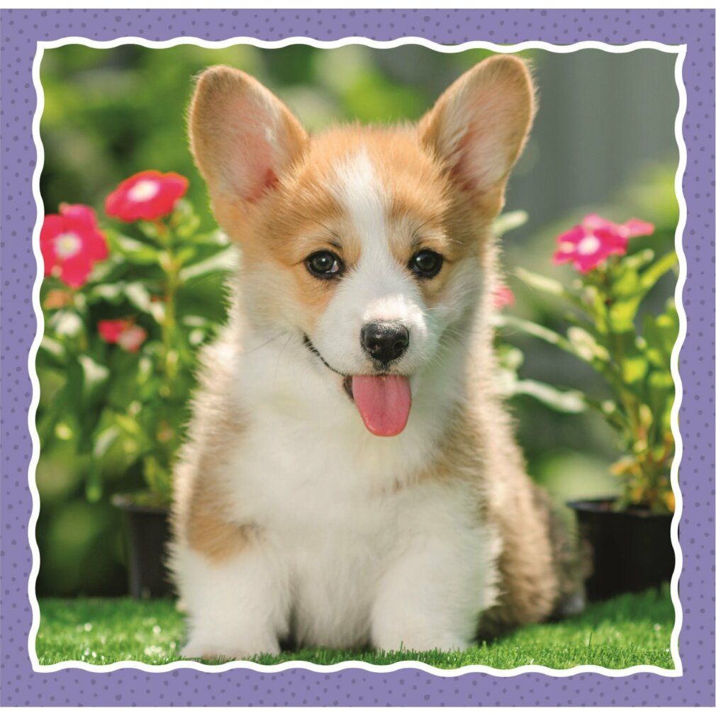 Un cucciolo di Corgi con la lingua, circondato da fiori. Cornice viola.