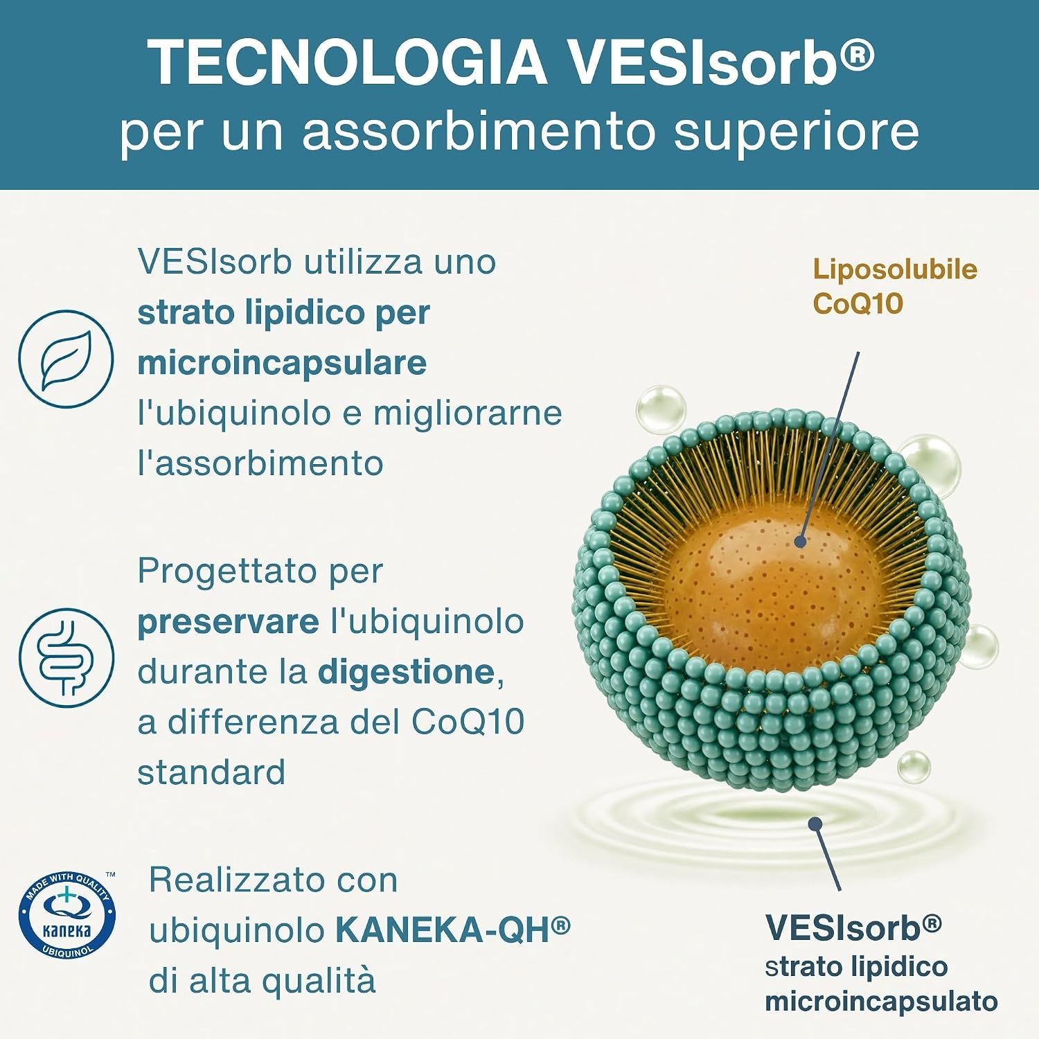 Schema della tecnologia VESIsorb per micro-incapsulare il CoQ10.