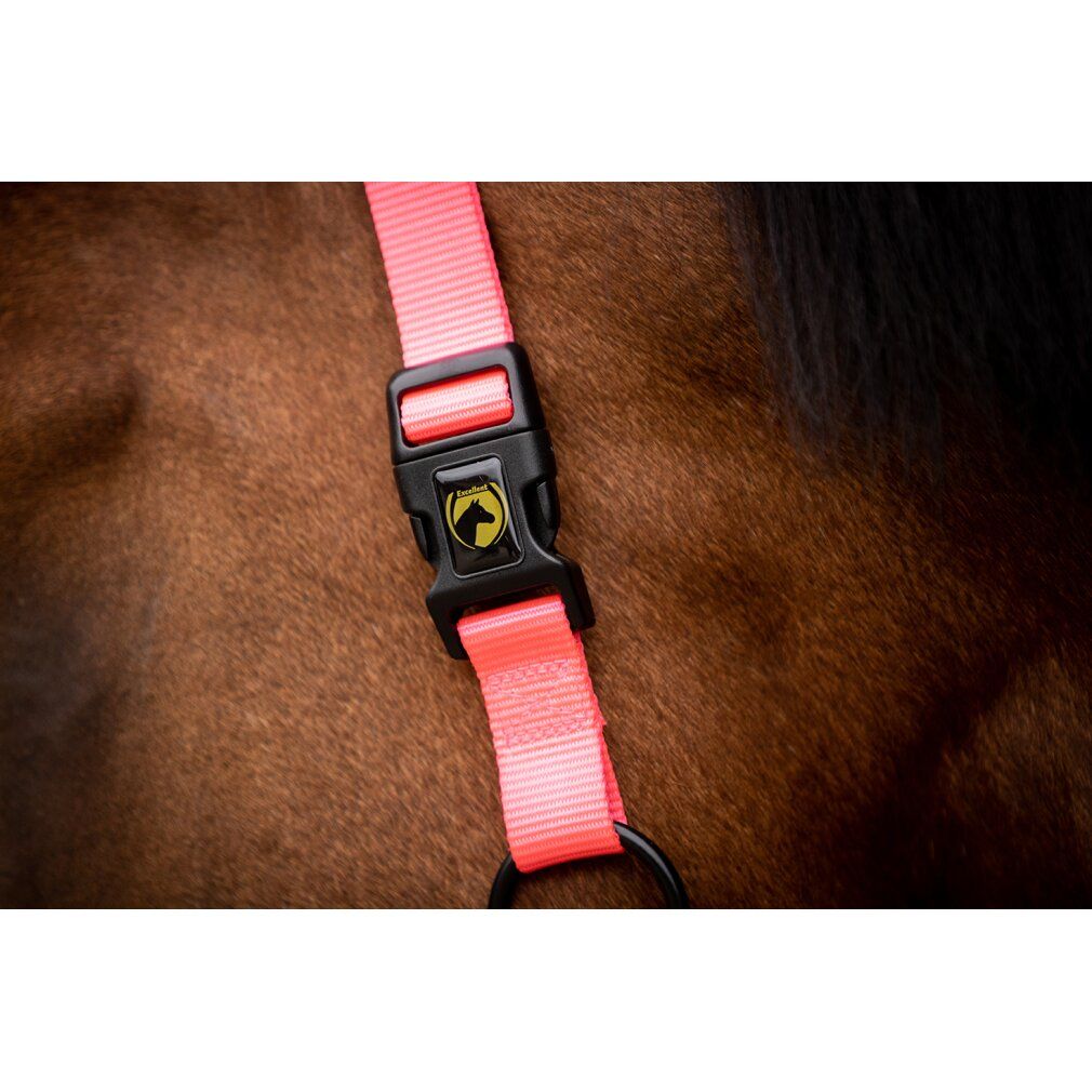 Cavezza rosa con chiusura nera. Primo piano sulla testa del cavallo. Anello e fibbia neri.