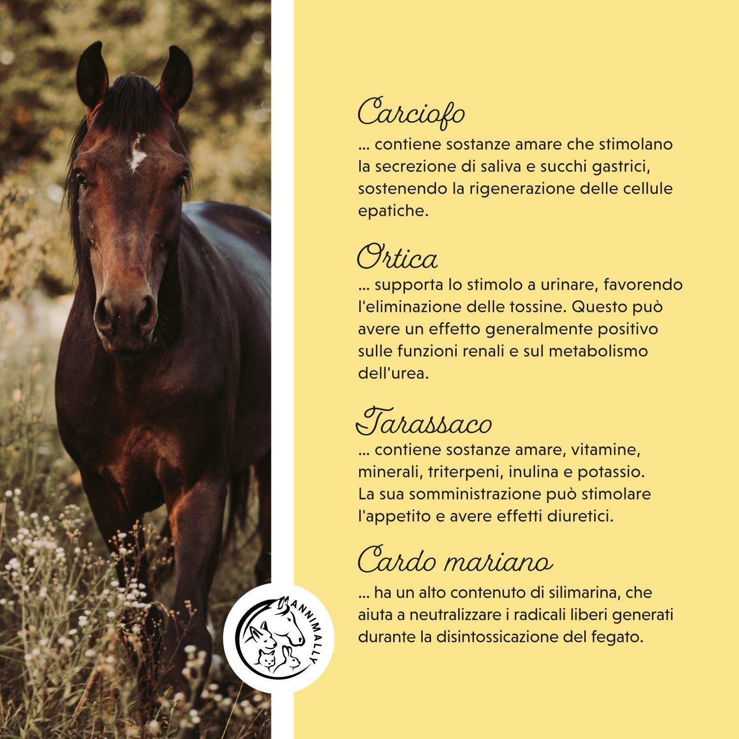 Cavallo in un prato. Testo: Carciofo, Ortica, Tarassaco, Cardo mariano. Logo Annimally.