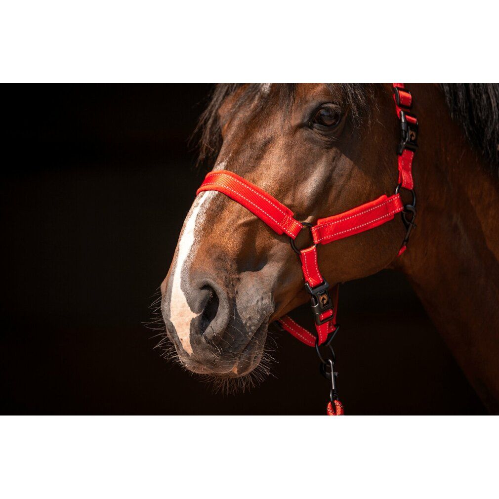 Cavezza rossa sulla testa del cavallo. Fibbie nere. Dettaglio cucitura bianca. Vista del cavallo.
