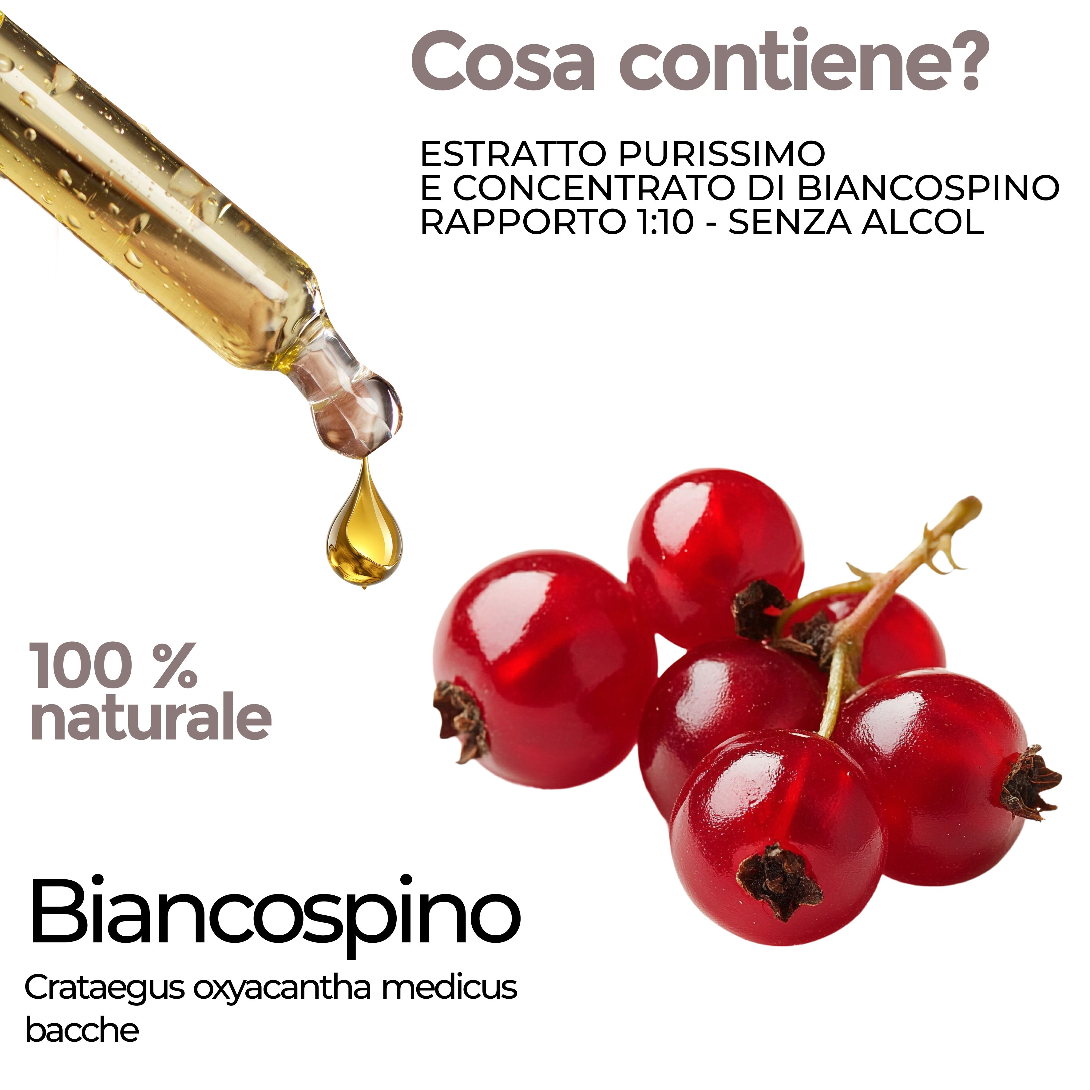 Gocce da una pipetta cadono su bacche rosse. Testo: 100% naturale. Biancospino, Crataegus oxyacantha medicus bacche.