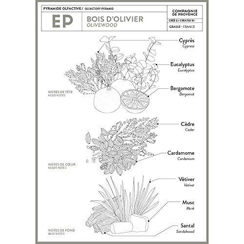 Piramide olfattiva Bois d'Olivier. Disegno con ingredienti: Cipresso, Eucalipto, Bergamotto, Cedro, Cardamomo, Vetiver, Muschio, Sandalo.