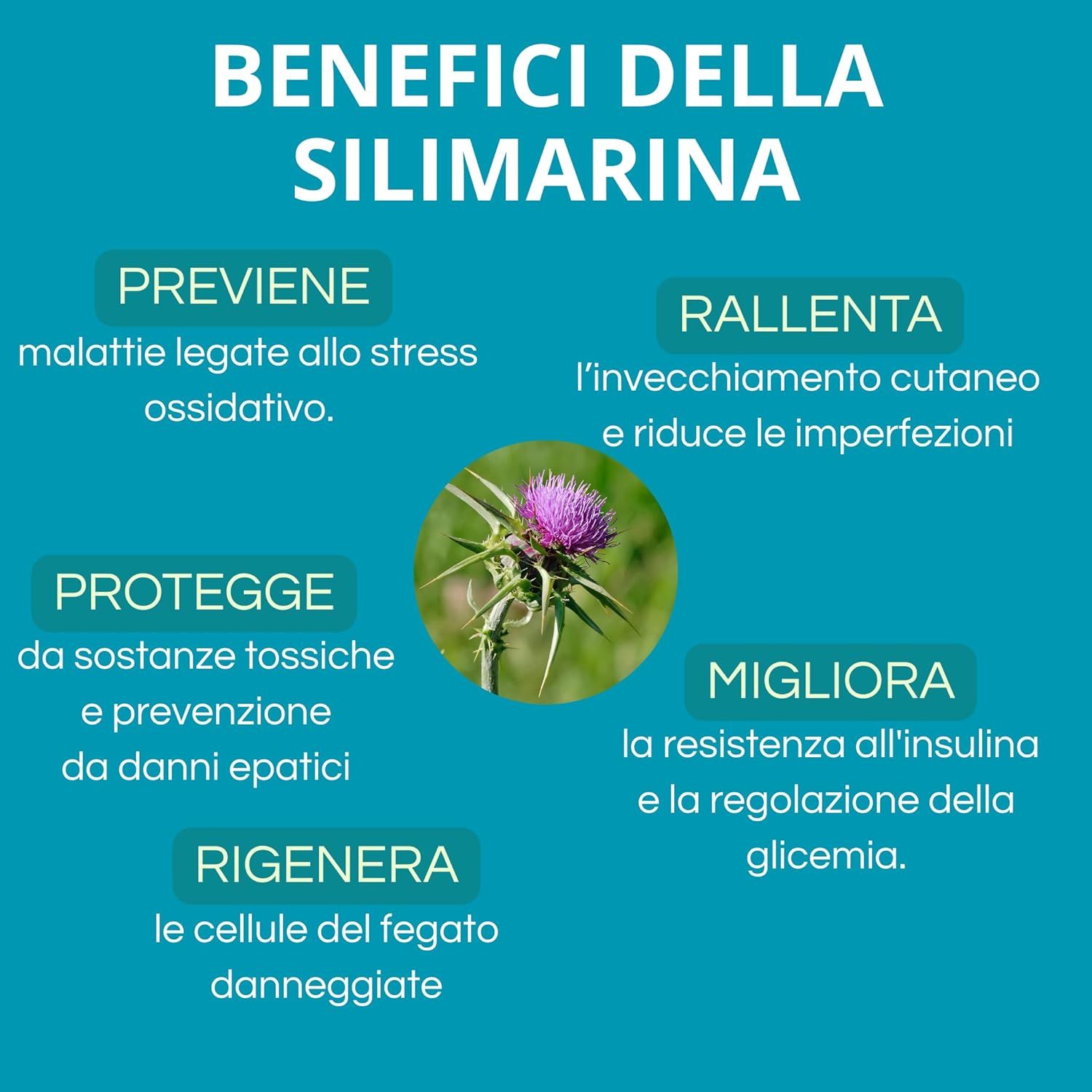 Grafico con testo: Benefici della silimarina. Previene, rallenta, protegge, migliora, rigenera. Immagine di un fiore di cardo.